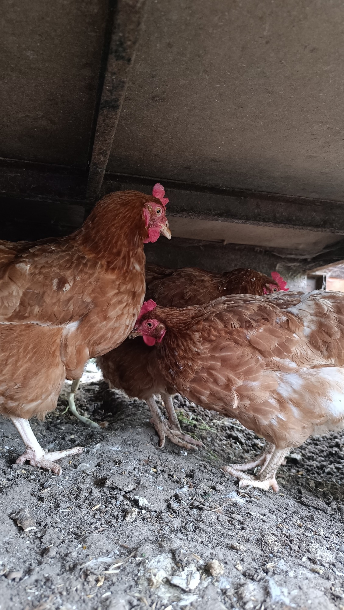 Dahlias, garden crops, and chickens across a small farm