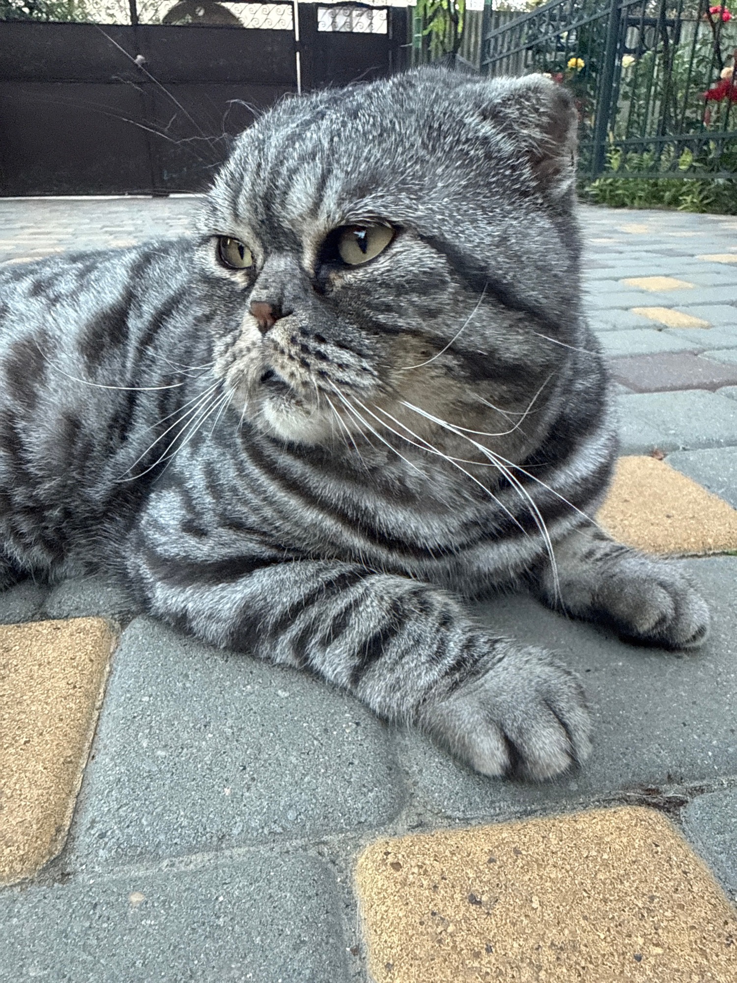 Tabby cat relaxes outside, then scores treats indoors