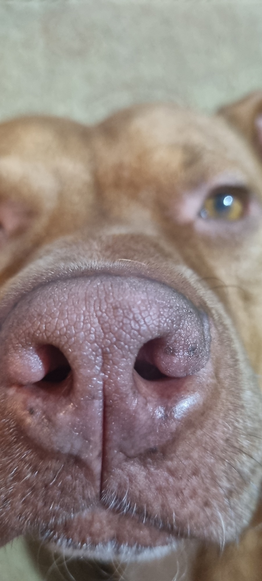 Dog rests on couch during evening hours