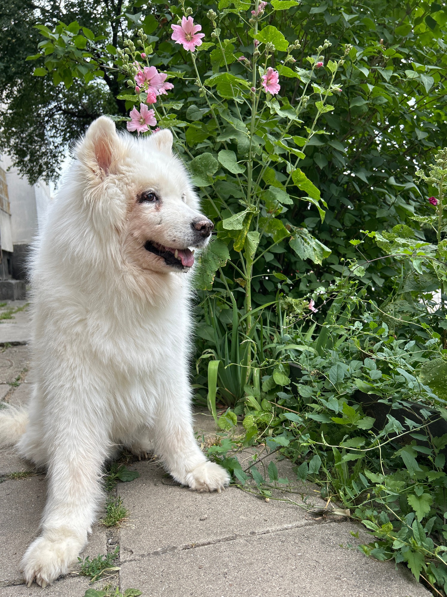 Dog, ants, and yellow plums in an afternoon garden