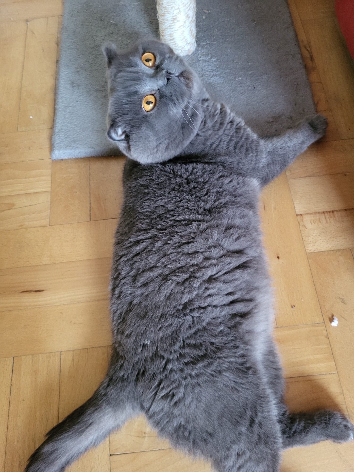 Scottish Fold cat and sesame baked goods at home