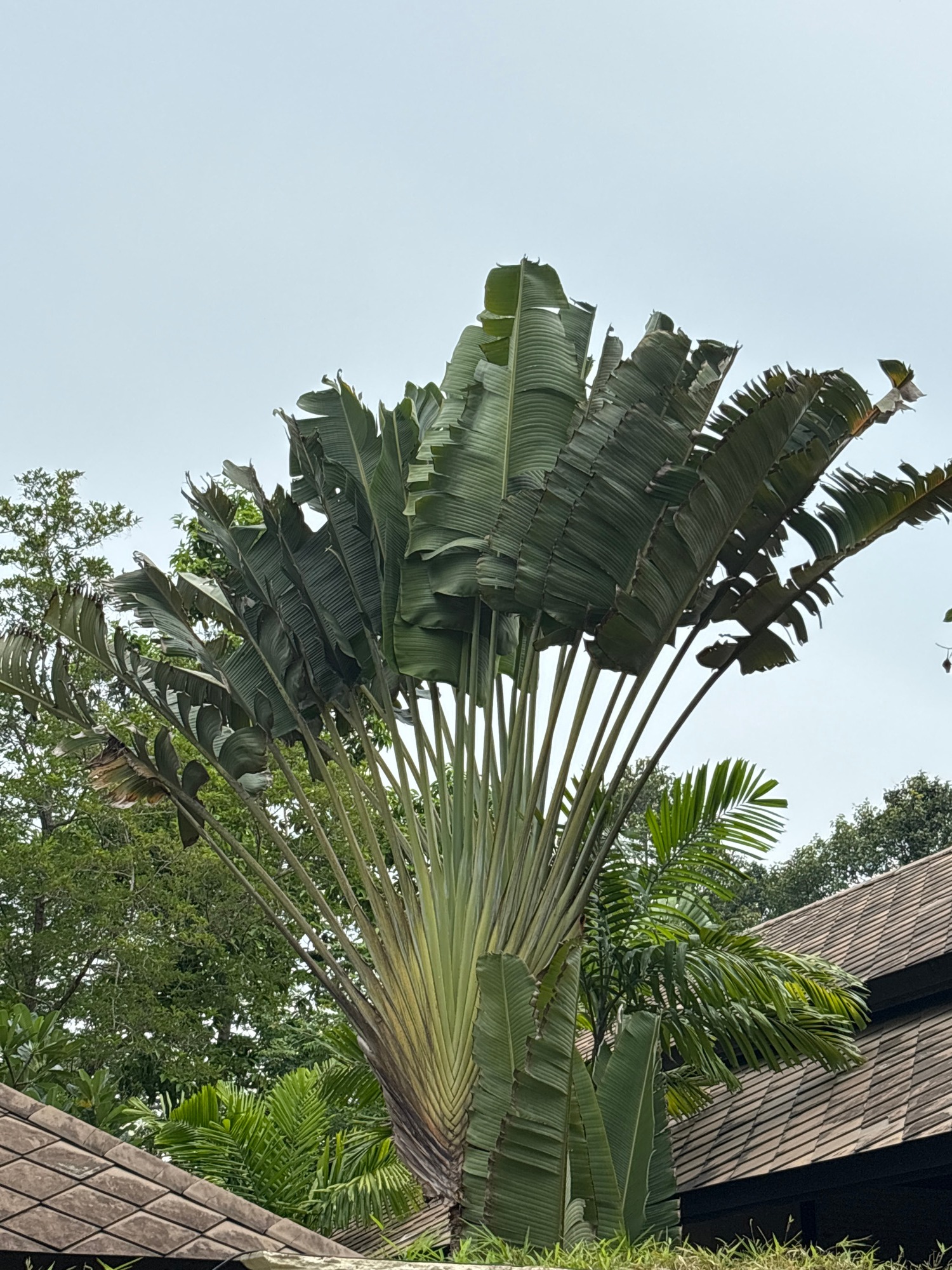 Morning at a lush tropical resort, selfies and scenery
