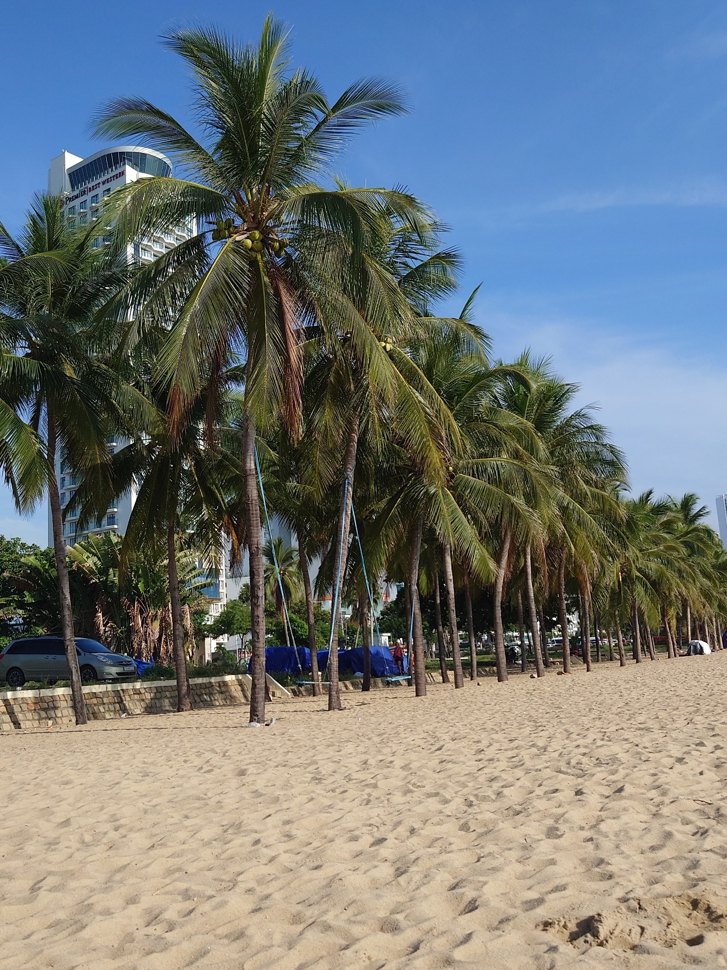 Coconut palms and ocean views along a sunny beach