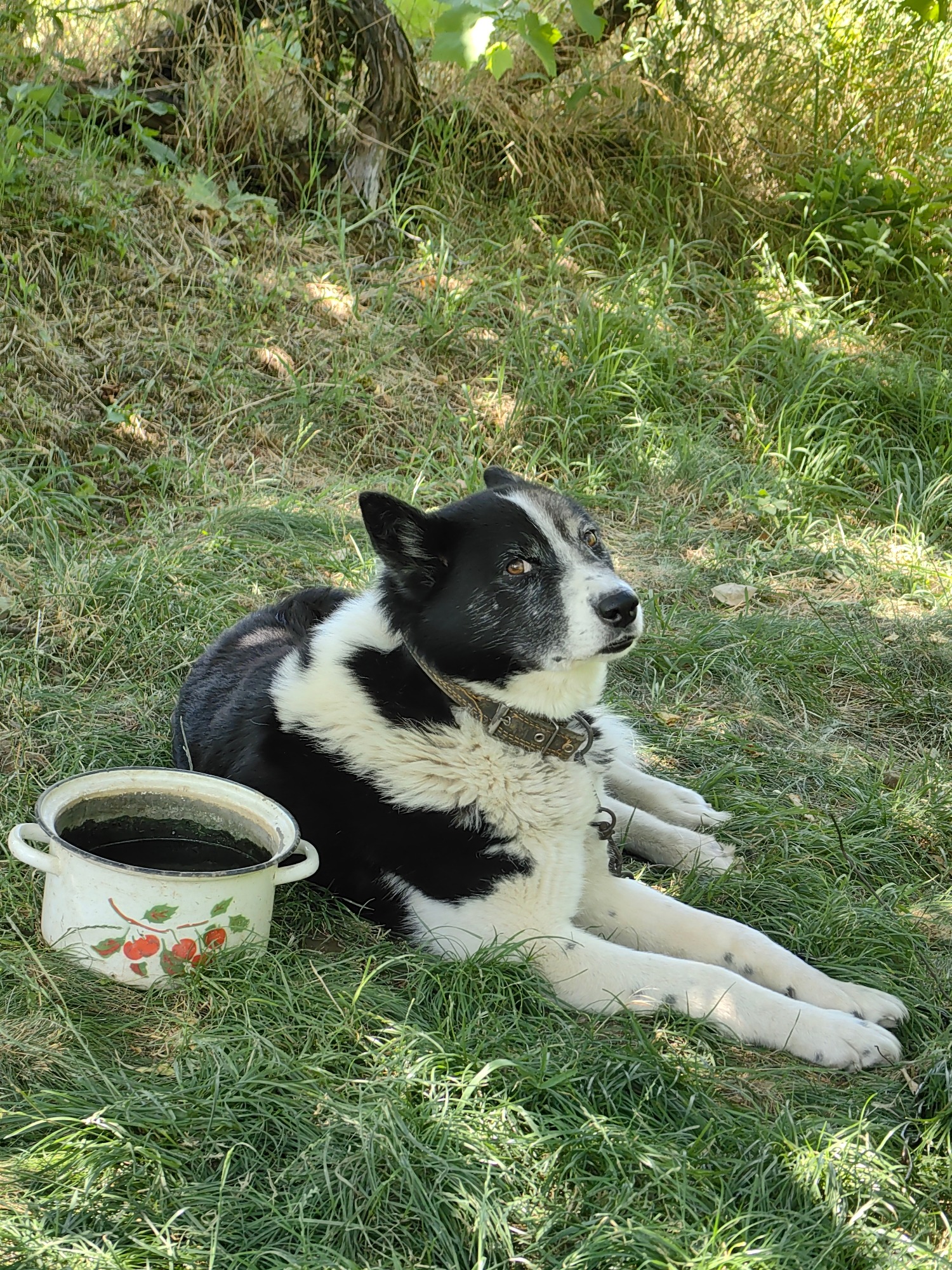 Dog napping in the grass, cherries on the tree, summer morning
