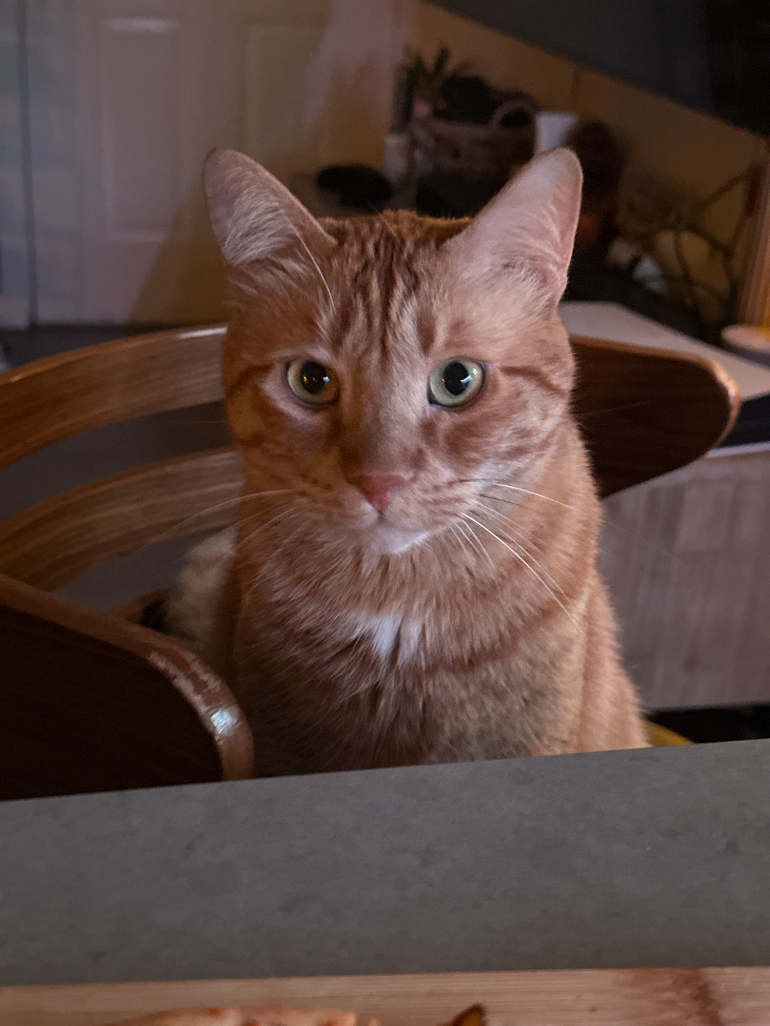 Orange tabby cat reaches for pizza during early morning meal