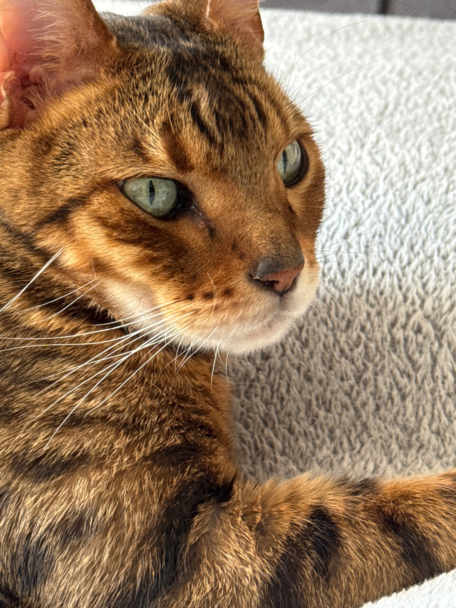 Brown tabby cat photographed resting with head tilted upward