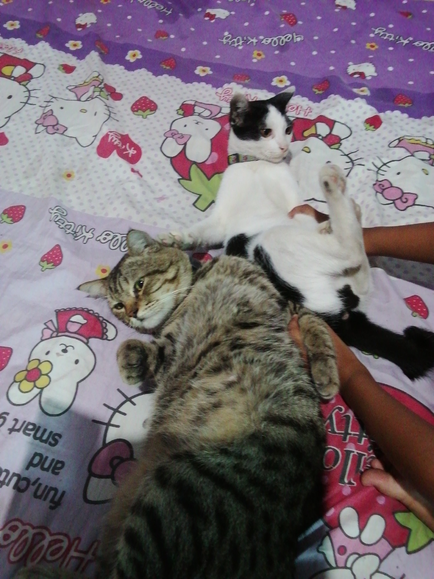 Tabby and black-and-white cats nap together on Hello Kitty bedding