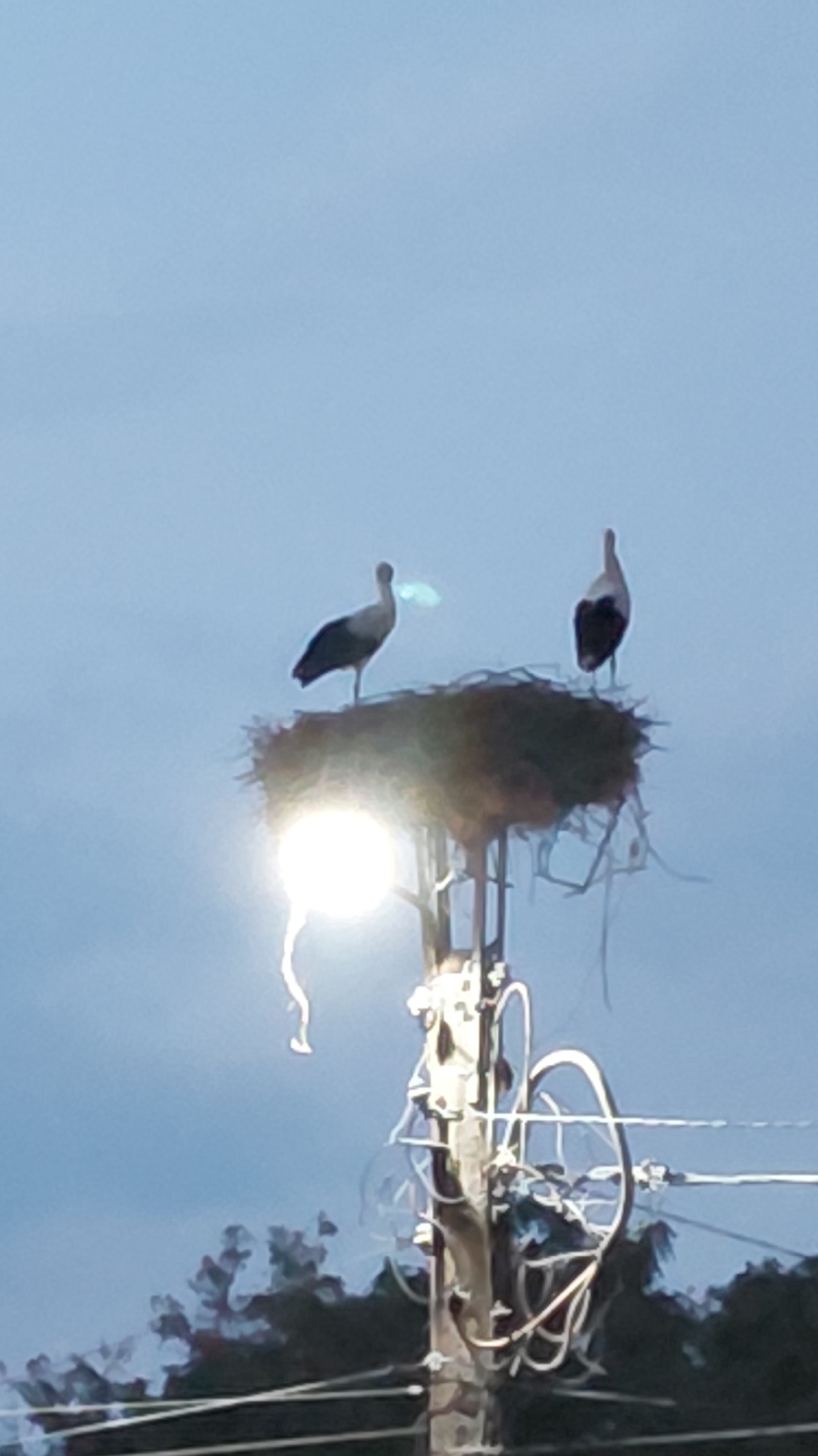 Storks nesting on a utility pole under overcast skies