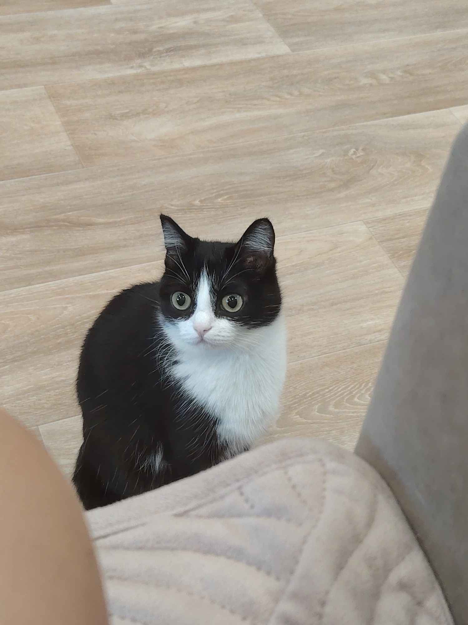 Cats lounging around the house on a quiet afternoon