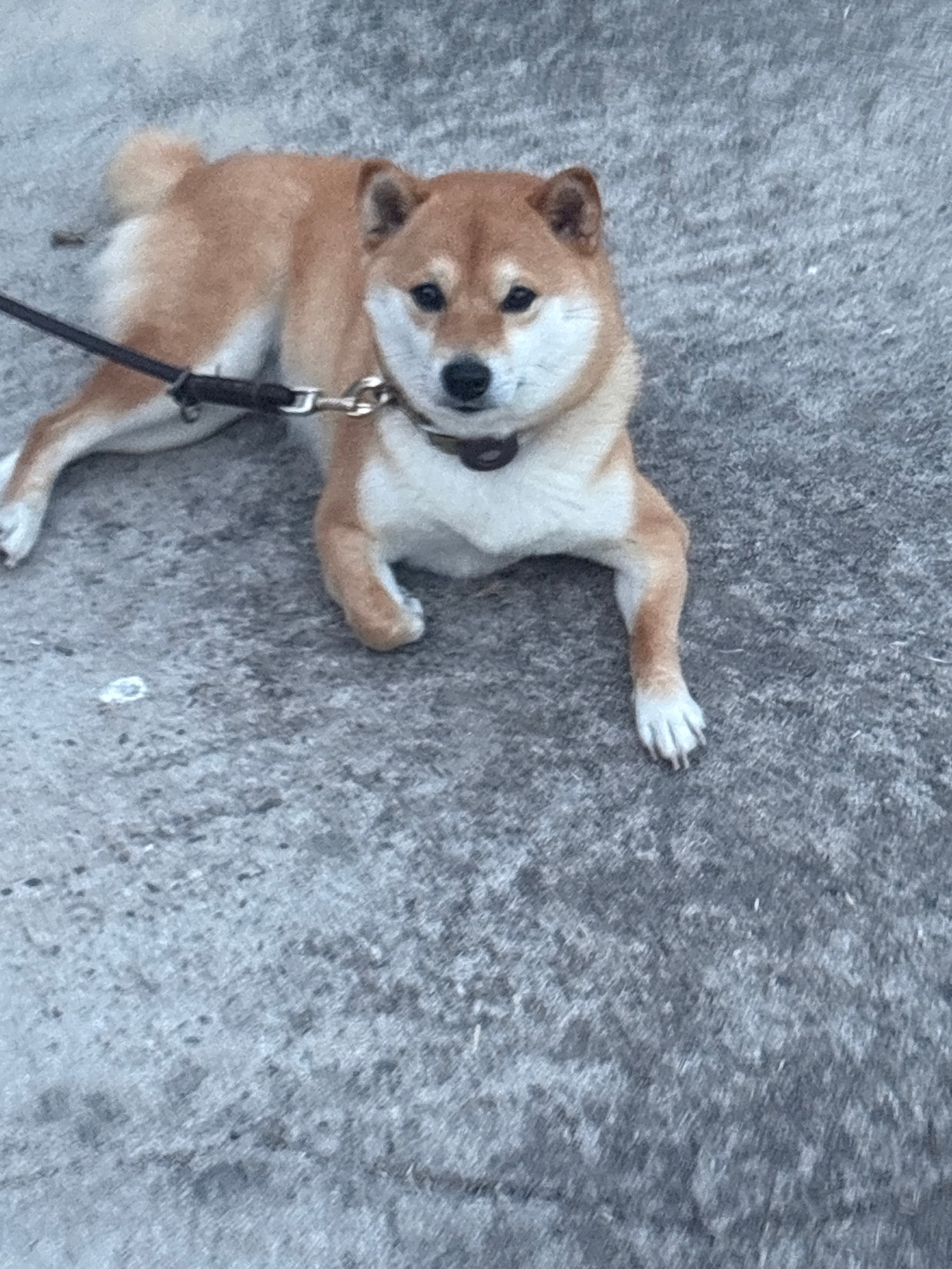 Shiba inu relaxing on concrete, tan and white markings
