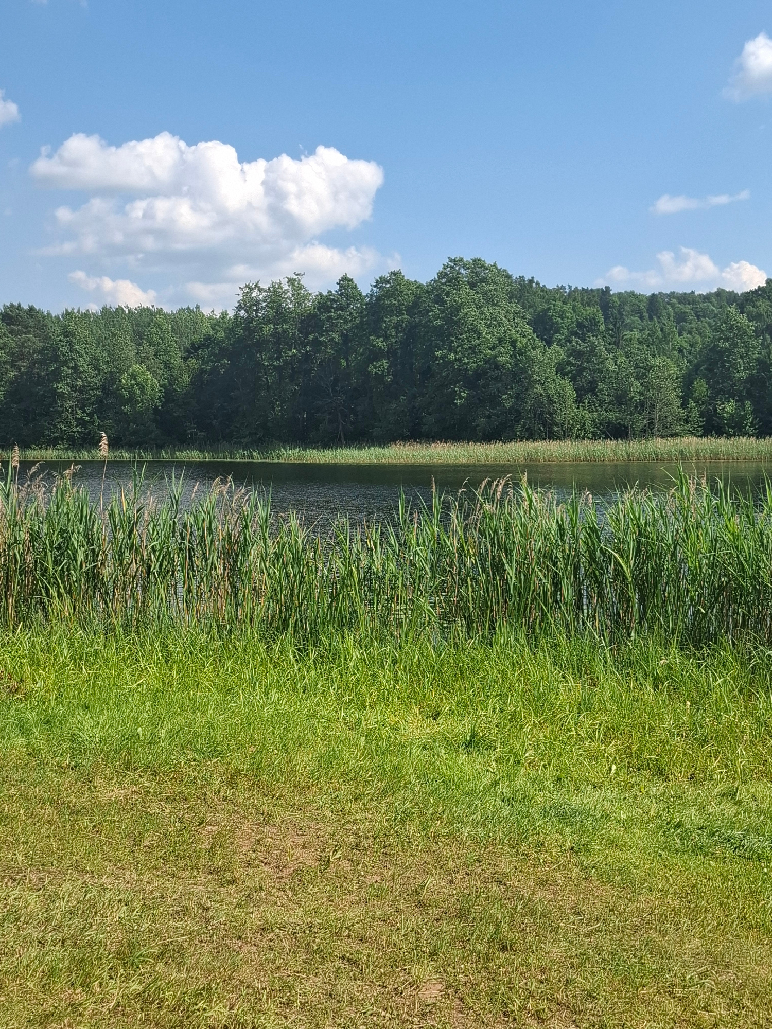 This image depicts a natural landscape in the vicinity of Kombuļi, Latvia. In the foreground, a sunlit grassy area transitions into a dense patch of tall green reeds. Beyond the reeds, a dark, still body of water stretches horizontally across the frame. The background is dominated by a lush, dense forest of green trees, forming a dark green line against the horizon. Above the treeline, a bright blue sky is visible, dotted with several fluffy white clouds, indicative of fair weather. There are no people or animals visible in the scene.