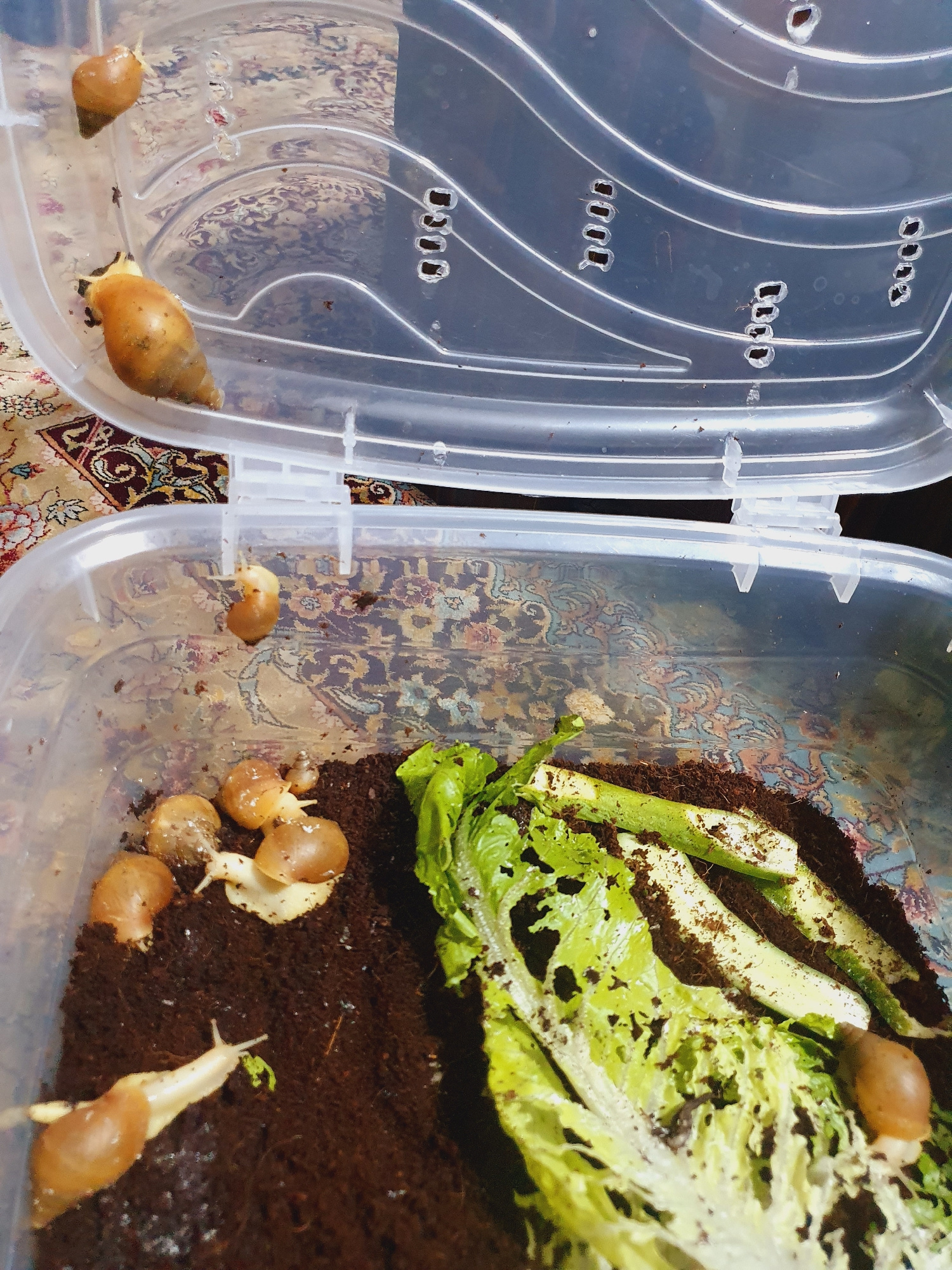 A top-down, medium shot captures a clear plastic container housing several snails and remnants of leafy greens. The container's lid, partially open and resting at an angle, reveals several oval ventilation holes. Inside, snails are visible on the moist, dark brown substrate and on the lid. Two snails are positioned on the inside of the lid, while more are scattered within the main body of the container, some clustered together, others moving across the substrate. A large piece of torn lettuce lies on the right side of the container, with some snail trails visible on it. The background consists of a patterned rug, suggesting an indoor setting. The scene is forensic in nature, documenting the state of the snail enclosure. There is no indication of the city of Shiraz, Iran in the image.