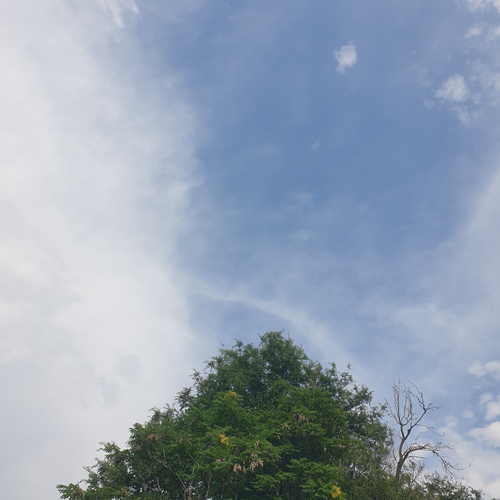 An overhead shot captures a bright blue sky with scattered clouds. The upper portion of a dense green tree, lush with leaves, dominates the lower half of the frame. To the right of the green tree, the stark, skeletal branches of a dead tree are visible against the sky. The image was taken in Shymkent, Kazakhstan.