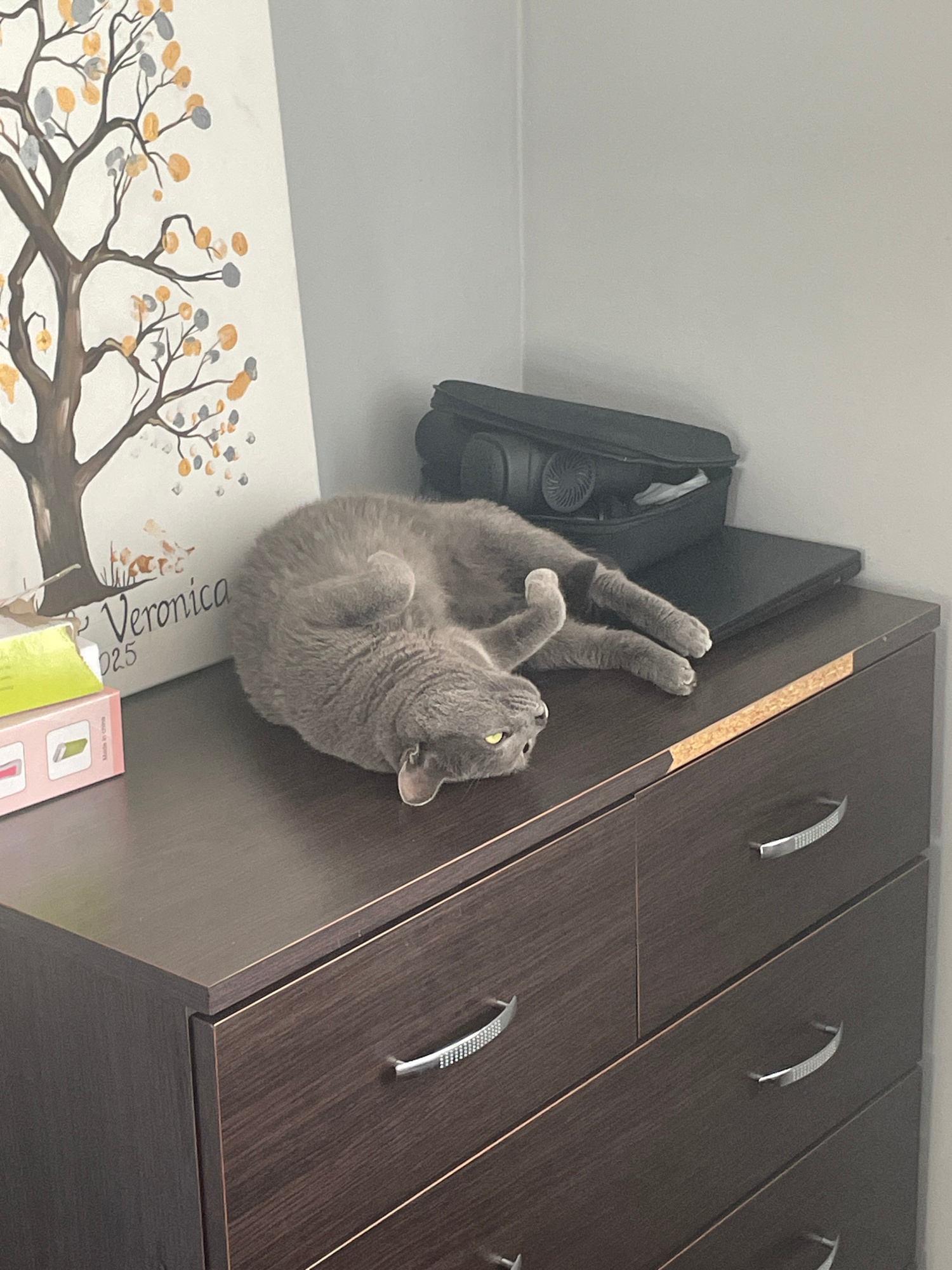A grey cat is sprawled on its back on a dark wood dresser, facing left with its paws in the air. Its eyes are yellow and open. To the left of the cat is a white canvas with a painting of a tree with orange and grey leaves. Below the canvas are two small boxes, one green and one pink. Behind the cat is a black case containing a laptop and what appears to be a fan. The dresser has three drawers with silver handles.