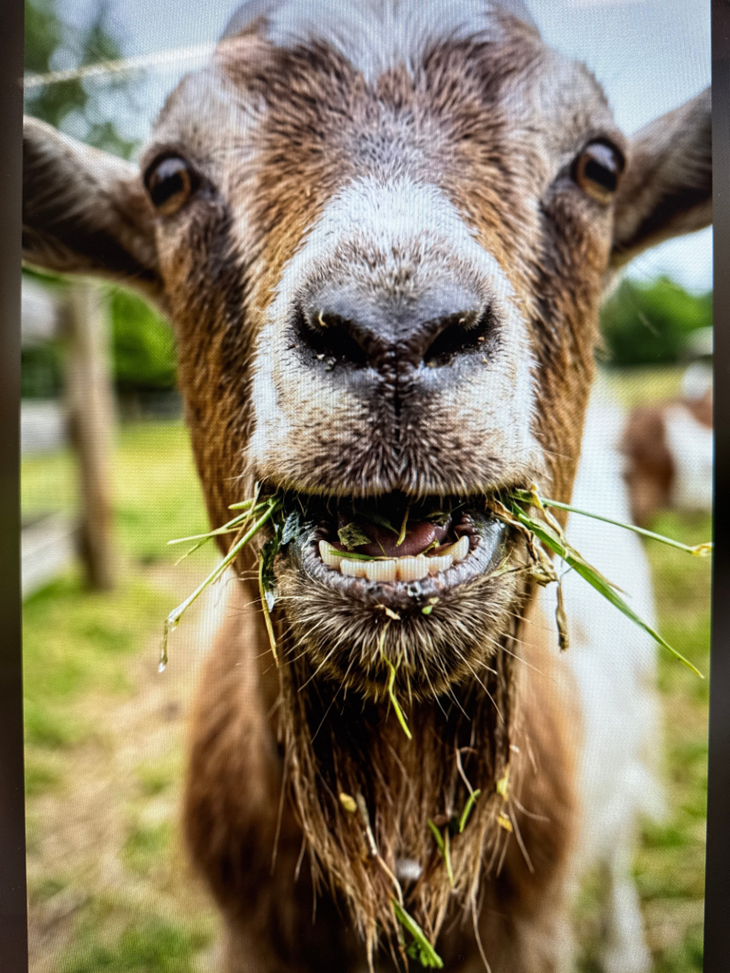 A close-up, eye-level shot captures a brown and white goat in Schopfheim, Germany, as it chews on a mouthful of green grass. The goat's mouth is open, revealing its teeth and tongue, with strands of grass protruding. Droplets of water are visible on its chin, possibly from the grass or from drinking. The goat's fur is shaggy, with a mix of brown and white patches. Its eyes are dark and alert, looking directly at the camera. In the background, a blurred green field and a wooden fence can be seen, suggesting an outdoor, rural setting. Another goat, partially visible and with brown and white markings, is in the background, slightly out of focus. The lighting is natural, indicating daylight.