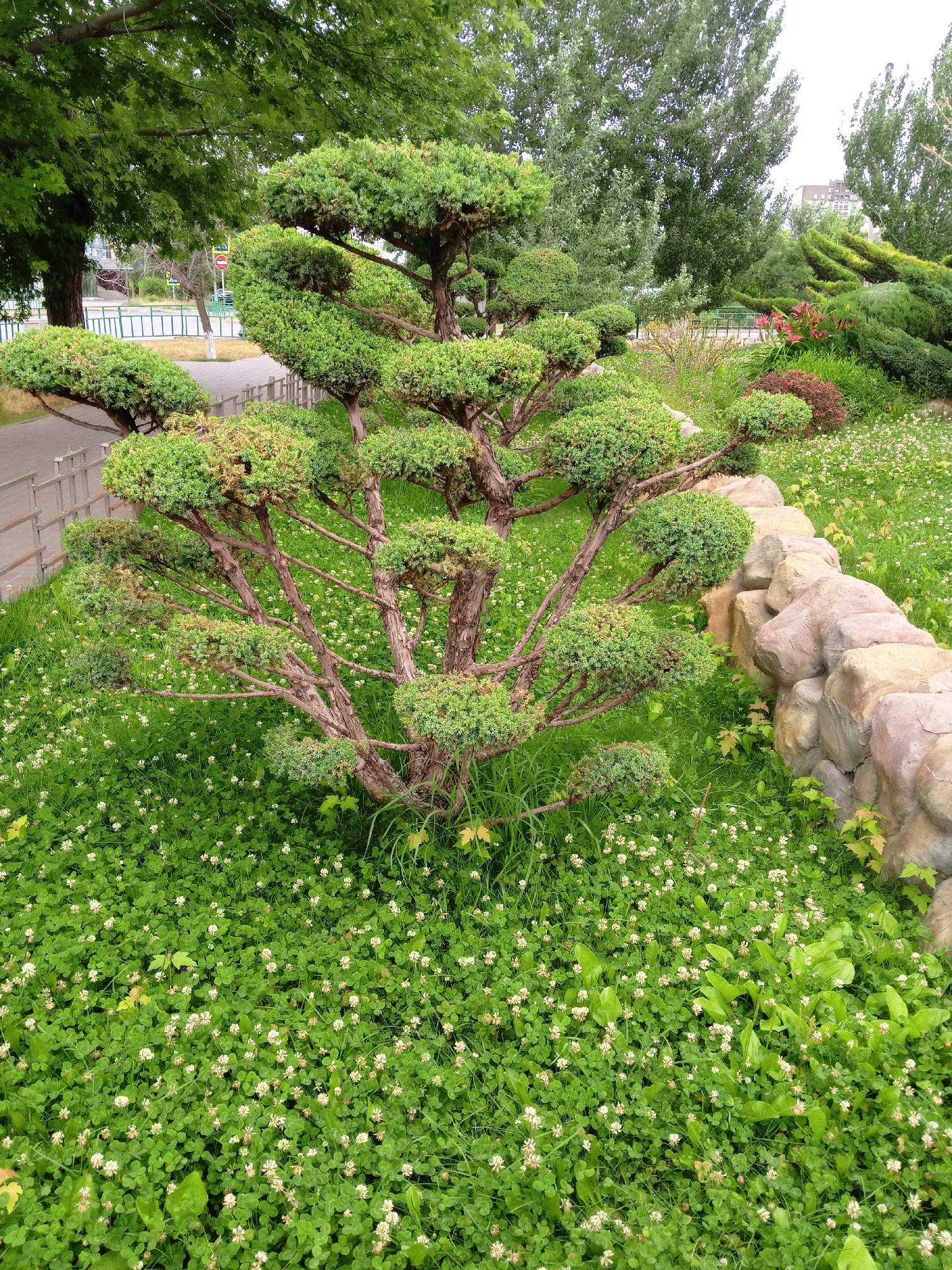 A well-maintained outdoor landscaping scene features a meticulously pruned evergreen tree, likely a juniper or cypress, as the central focal point. The tree is shaped into a cascade of rounded mounds, with its branches artfully arranged and its trunk exposed. Surrounding the tree is a lush carpet of green clover, dotted with small white clover blossoms. To the right, a low, decorative wall constructed from large, irregular stones adds a naturalistic element to the garden. In the background, a variety of other green shrubs and trees contribute to a verdant and peaceful atmosphere. A paved pathway and a metal fence are visible behind the pruned tree, suggesting the proximity of a park or public space. The sky is overcast, casting a soft, even light on the scene.