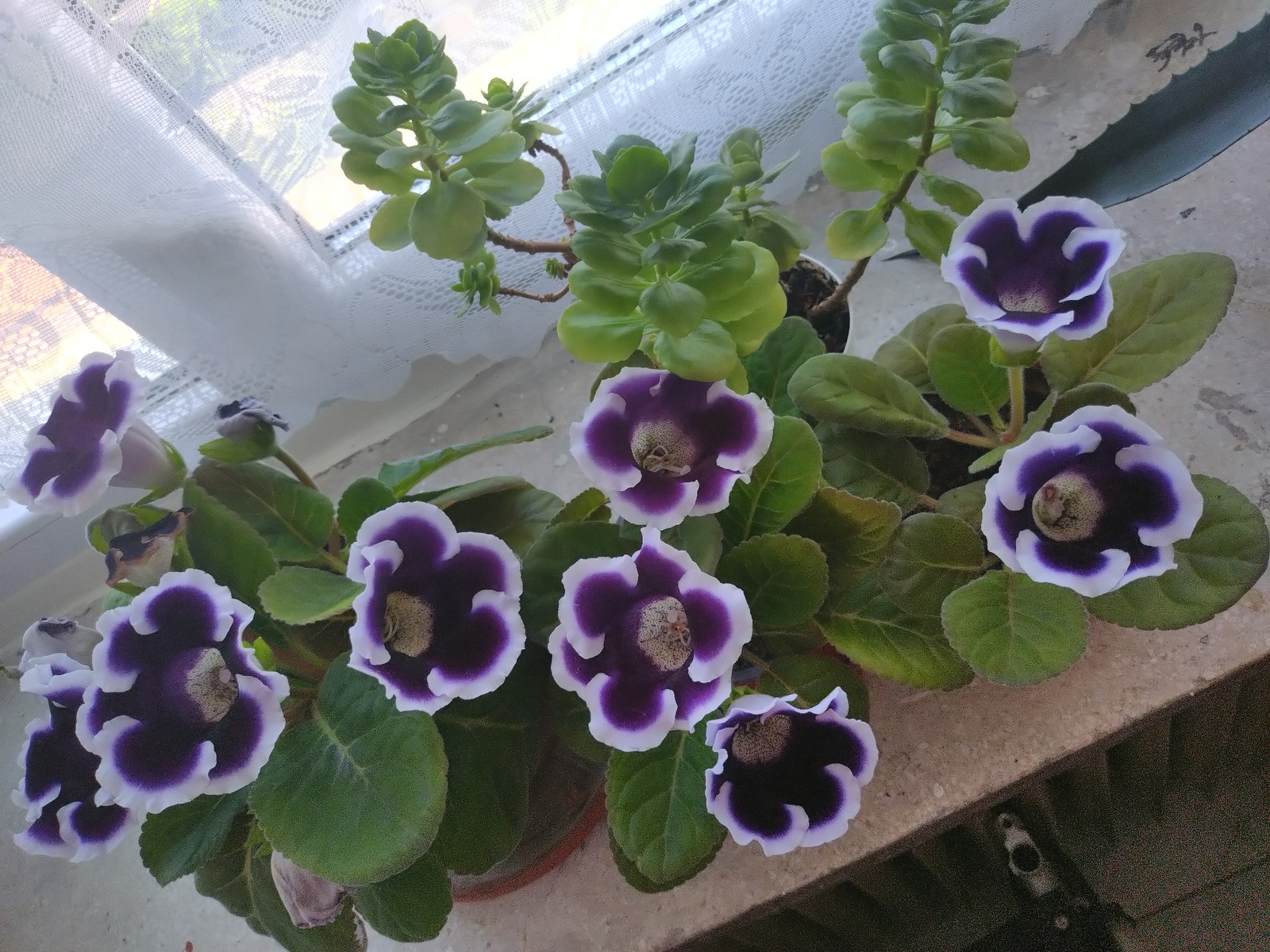 A high-angle, close-up shot showcases several potted plants on a windowsill, likely in Stara Zagora, Bulgaria, given the context. In the foreground, two potted Gloxinia plants are prominently displayed, their deep purple and white trumpet-shaped flowers in full bloom. The leaves are a rich green, with a slightly velvety texture. Behind them, a succulent plant with plump, green leaves is positioned. The plants are arranged on a light-colored, textured surface, possibly a windowsill or ledge. The background reveals a window with a white, lacy curtain, through which diffused daylight filters in. The curtain has a floral pattern. The overall impression is one of indoor greenery and natural light.