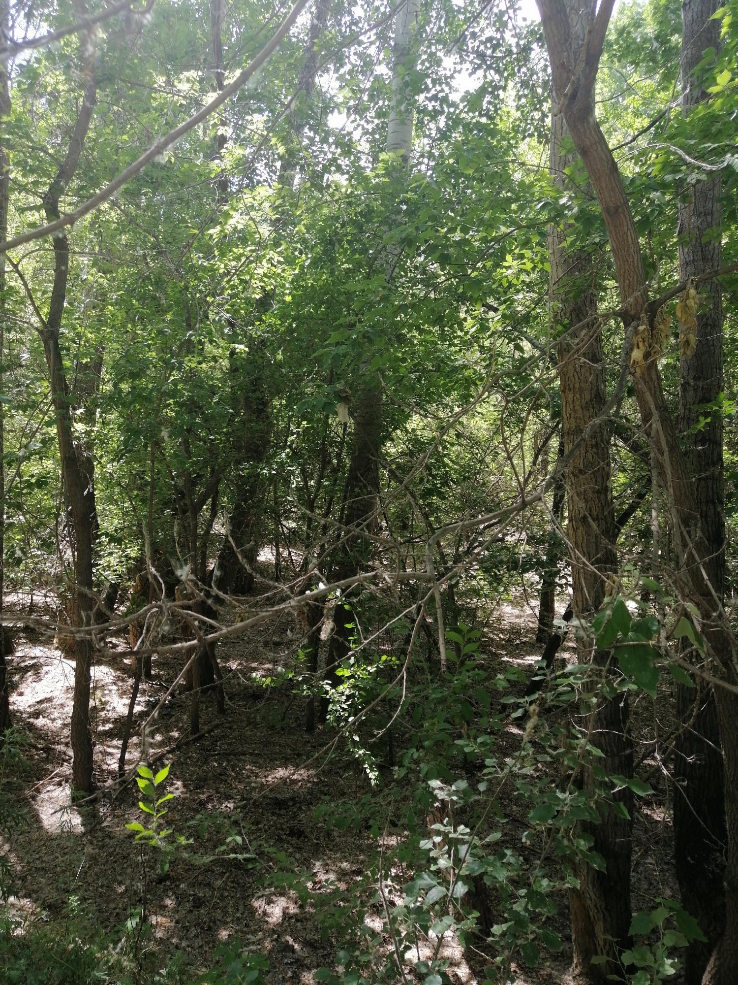 The image depicts a dense forest environment, likely within a park or natural area. Sunlight filters through the thick canopy of green leaves, creating dappled shadows on the forest floor, which is covered with fallen leaves and debris. Several tree trunks of varying sizes are visible, with rough bark textures. Some branches are bare and spindly, while others are covered in leaves. There are no people or animals visible in the frame. The overall impression is one of natural overgrowth and limited human intervention. The scene is devoid of any specific landmarks that would allow for precise localization within the city of Pavlodar, Kazakhstan, though the vegetation suggests a temperate climate.