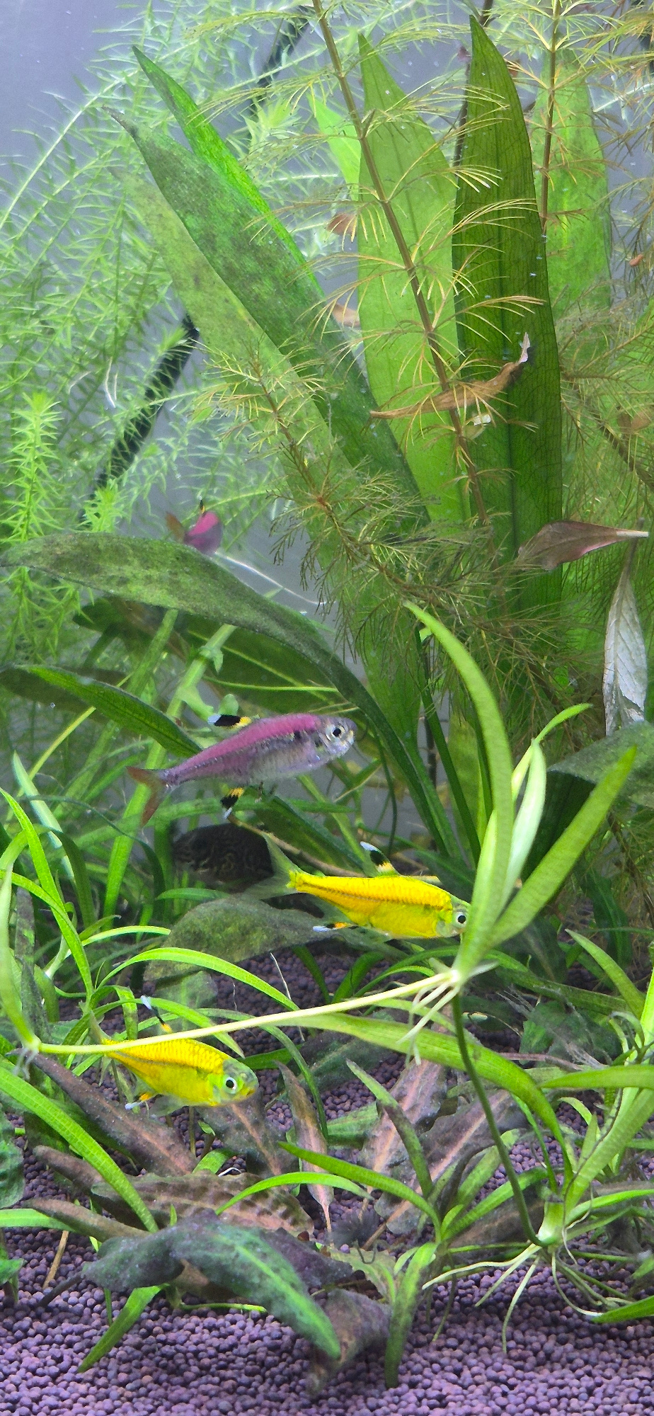 The image displays an aquarium filled with lush green aquatic plants and several small, brightly colored fish. The substrate is a fine, reddish-purple gravel. A pinkish-purple fish with a black and yellow striped tail fin swims in the upper-left quadrant, partially obscured by plants. Below it, a more prominent pinkish-purple fish with a silver body and red fins is visible. In the lower half of the image, two vibrant yellow fish with black markings on their fins are swimming amongst the plants. The overall environment is aquatic, with a focus on the underwater flora and fauna. The image does not contain any elements that would allow for a determination of its location in the city of Ussurijsk, Russia.