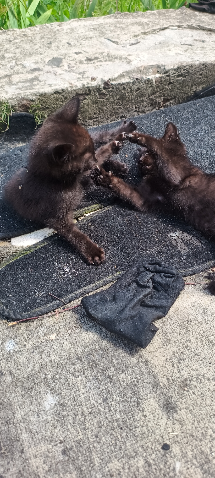 Two black kittens are playfully interacting on a rough, dark mat. One kitten is sitting up, facing towards the right with its front paws extended and touching the other kitten. The second kitten is lying on its back, facing upwards and towards the left, with its front paws also extended and touching the first kitten. Their claws are visible. To the right of the kittens, a crumpled black sock lies on a grey, textured surface. The background consists of green foliage and a concrete ledge.