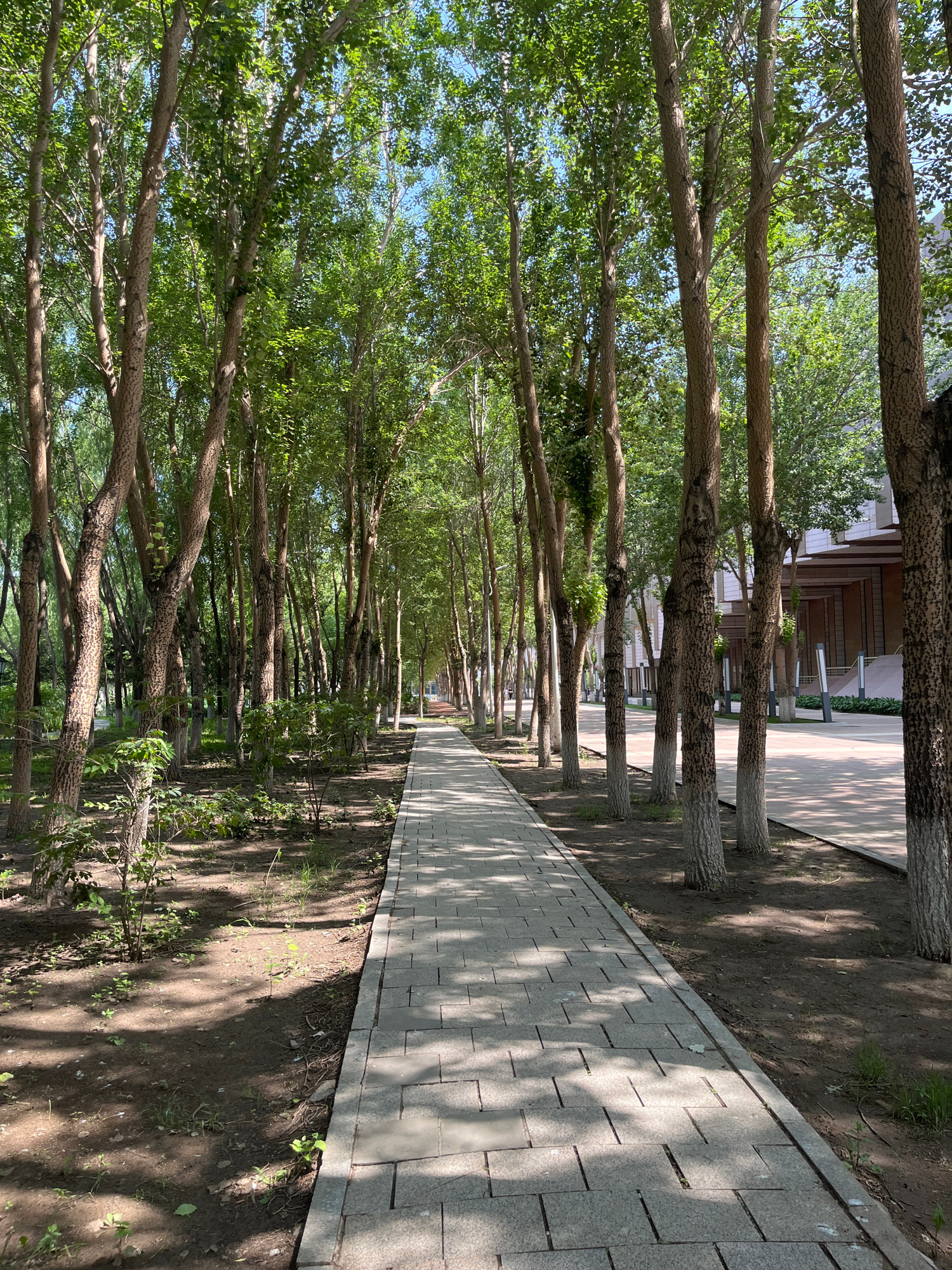 This image depicts a paved pathway lined with trees on both sides, extending into the distance. The pathway appears to be constructed of light-colored rectangular pavers, with dappled sunlight casting shadows on its surface. To the left of the pathway is a natural area with soil, sparse vegetation, and the trunks of numerous trees with textured bark. To the right, beyond the trees, a modern building with a light-colored facade and architectural details is visible, along with a paved area and lampposts. The trees are deciduous, with abundant green foliage, suggesting a warm season. The overall scene conveys a serene and well-maintained urban park or streetscape. The location is identified as Changchun City, China.