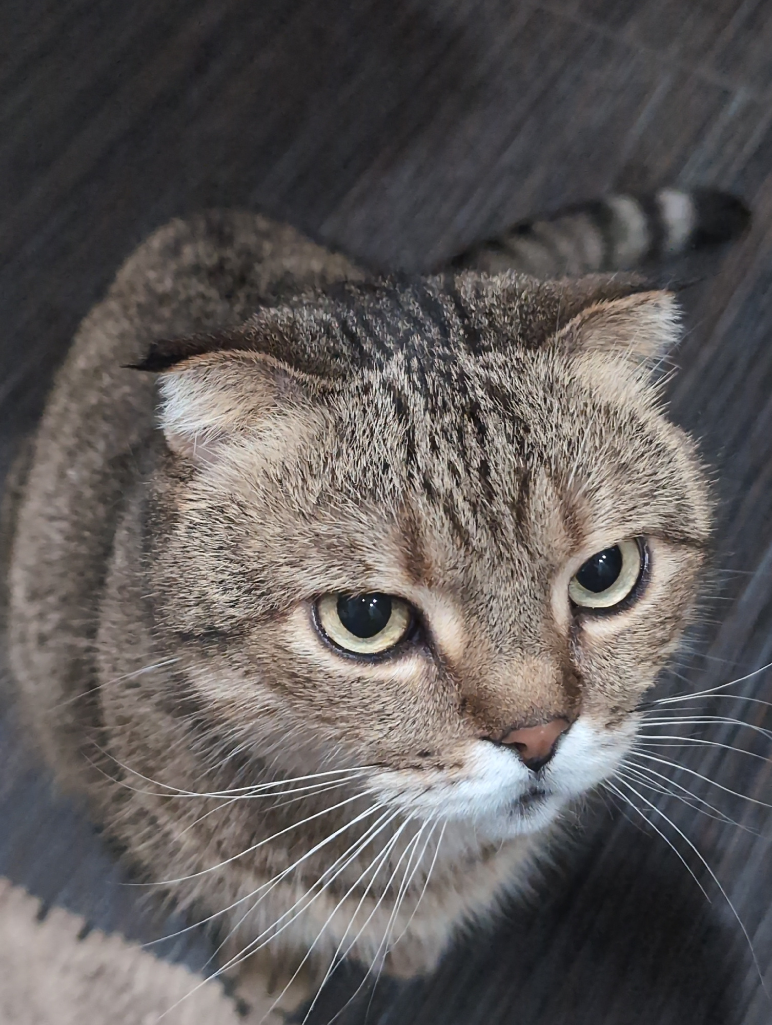 A close-up, high-angle shot shows a tabby cat with folded ears sitting on a dark wooden floor. The cat's fur is a mix of brown, black, and grey stripes, with white whiskers and a pink nose. The cat's green eyes are looking upwards, and its tail is visible in the background, also striped. The background is a blurry, dark wooden surface. There are no people or other objects of note in the image. The scene is a domestic interior. There is no information in the image that could be used to determine its location in Kyiv, Ukraine.