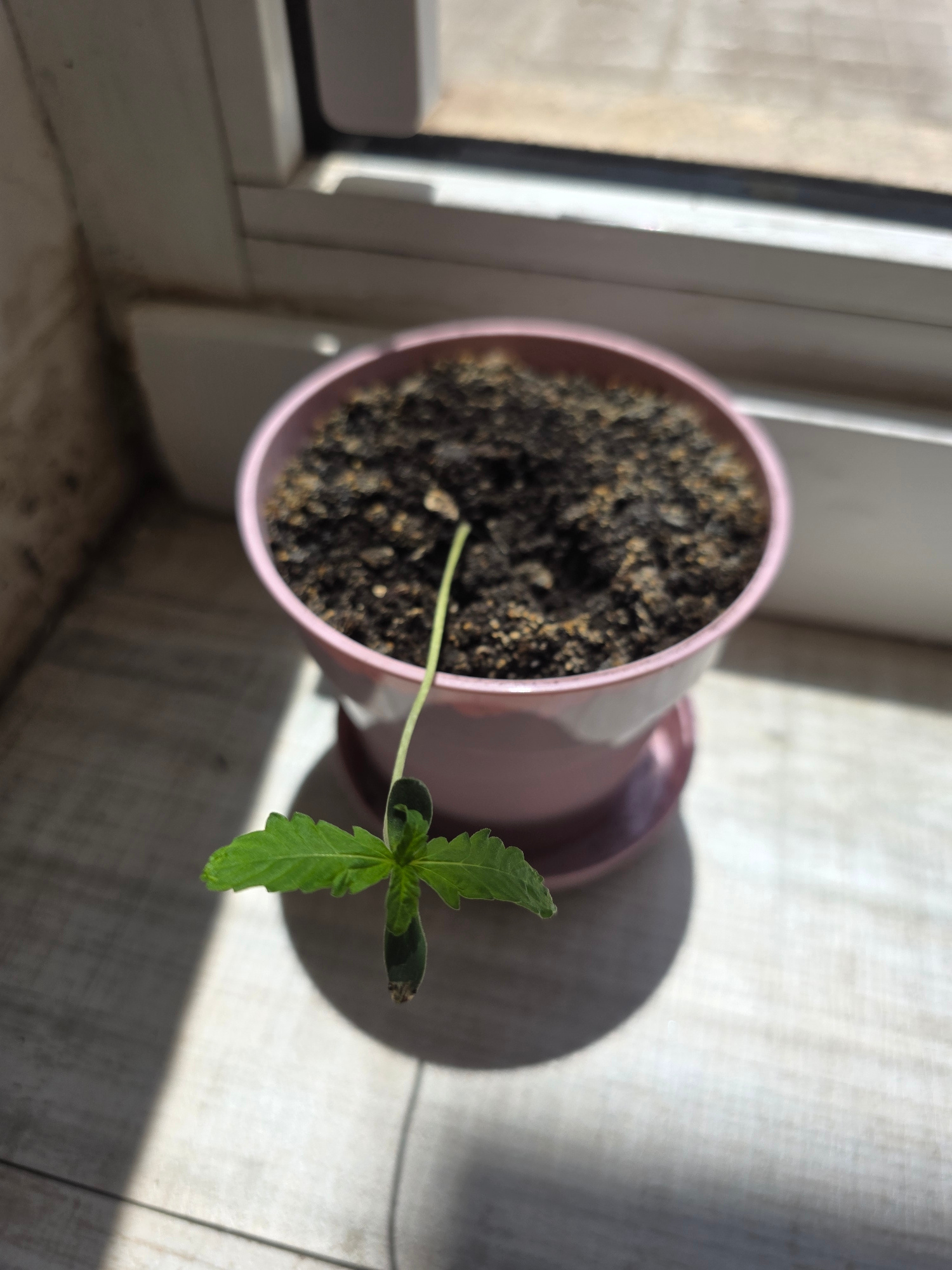 This media file shows a close-up, overhead view of a young plant in a pink pot, placed on a windowsill. The plant is a seedling with its first set of true leaves, characterized by their serrated edges and a distinct shape. One of the cotyledon leaves appears to be slightly damaged or discolored at the tip. The pot is filled with dark soil, and the pot itself is a pale pink, sitting within a slightly larger, darker pink saucer.
The scene is set on a windowsill, with clues indicating an indoor location near a window. To the left, a window frame is visible, with a slightly blurred background showing a wall or curtain. Sunlight is casting a strong shadow of the plant and pot onto the surface below, which appears to be a light-colored, possibly wooden or tiled surface, suggesting it's daytime. The light suggests a sunny day, common in Valencia, Spain.
There are no people or animals visible in the media file. The primary subjects are the plant and its immediate environment. The activity is simply the plant growing, captured at a static moment. Notable details include the early stage of the plant's development, the specific color of the pot, and the strong directional light creating distinct shadows. The overall mood is one of quiet growth and natural light. No visible text is present in the image.