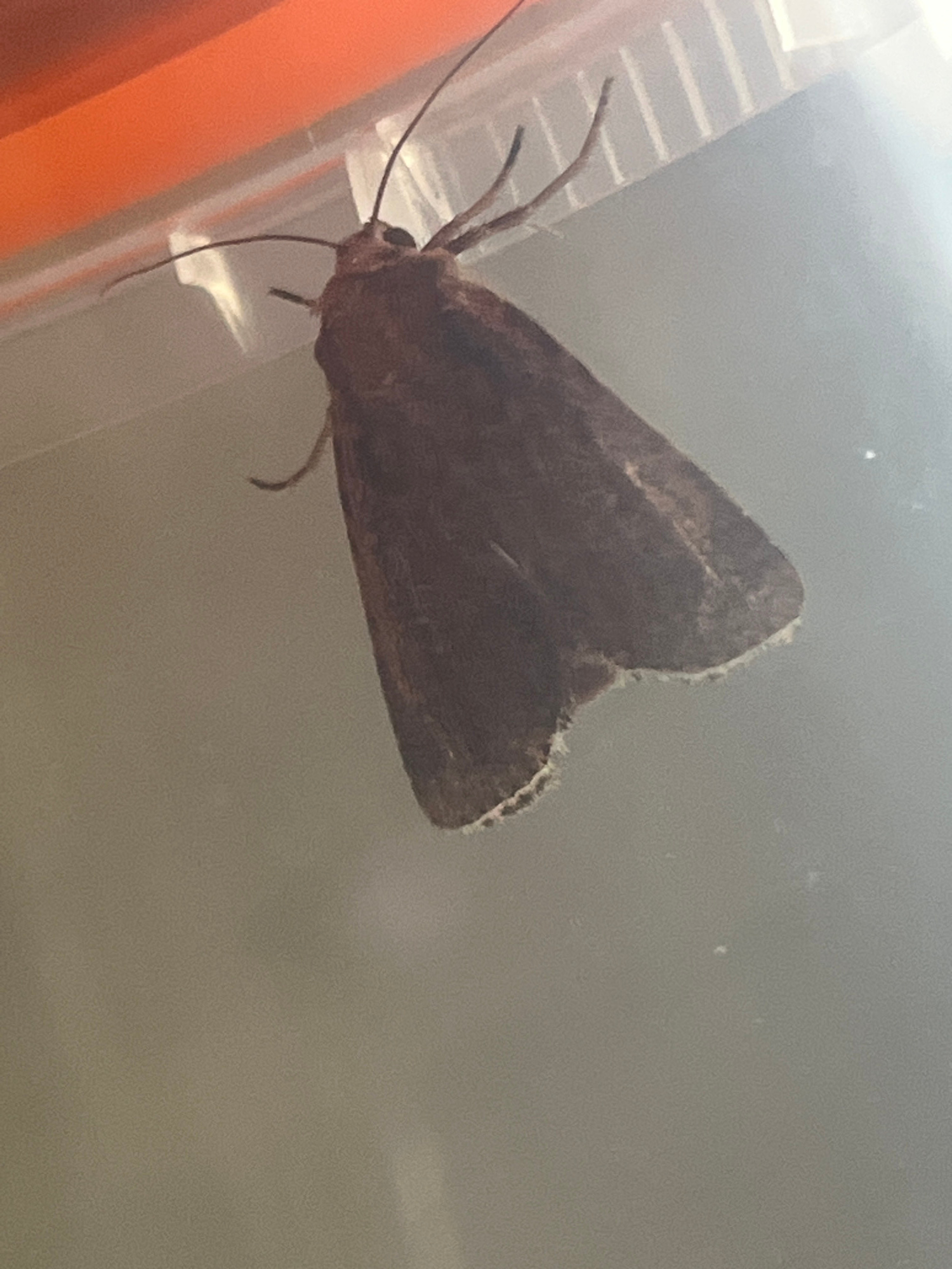 A brown moth is visible in the image, perched on a translucent surface with an orange object in the upper left corner, possibly a container or shelf. The moth's wings are partially folded, and its antennae are extended. The background is a muted gray, suggesting an indoor setting. There is no information in the image that indicates it is located in the city of Krasnyye Barrikady, Russia.