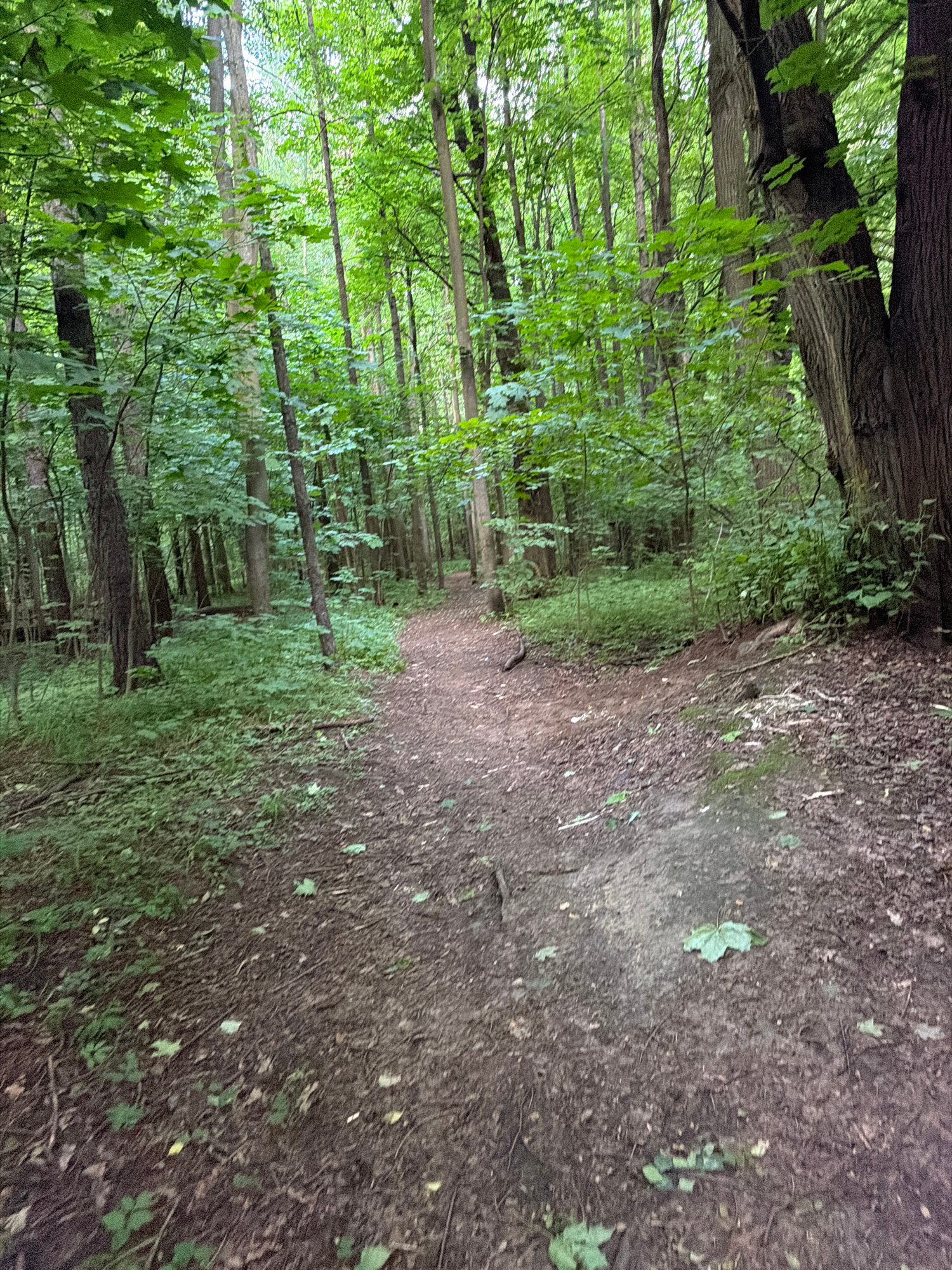 The image depicts a dirt path winding through a dense forest. The path is covered with fallen leaves and small twigs. Lush green foliage from trees and undergrowth lines both sides of the path, creating a sense of seclusion and natural beauty. Sunlight filters through the canopy, casting dappled shadows on the forest floor. The scene suggests a quiet, natural setting, typical of a park or a nature reserve. There are no people or animals visible in the image. The overall impression is one of a serene, wooded environment.