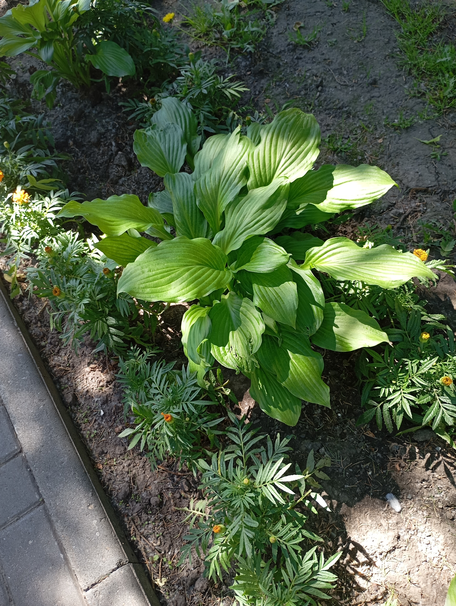 An eye-level, medium shot captures a sun-dappled garden bed in Novosibirsk, Russia. The foreground features a paved walkway made of grey interlocked bricks. Adjacent to the walkway is a garden bed with dark soil. A large, leafy hosta plant dominates the center of the frame, its broad, ribbed green leaves catching the sunlight. Around the hosta, smaller plants with feathery, dark green leaves and small orange flowers are visible. The background shows more of the garden bed with additional foliage and hints of grass and bare earth. The overall impression is one of a well-maintained, sunny garden.