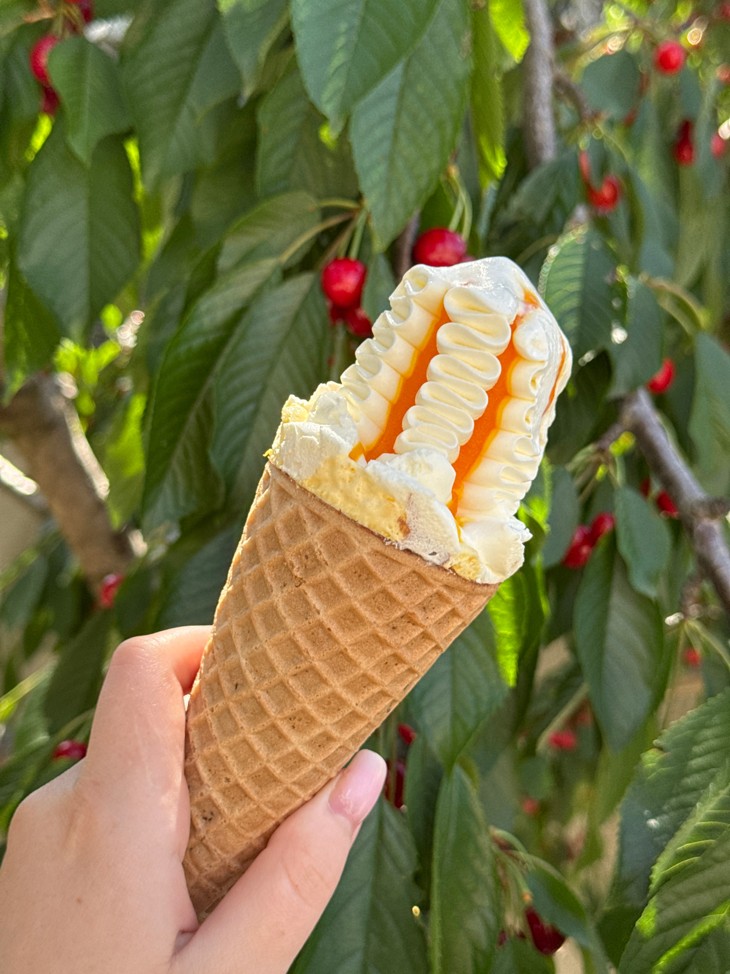 A person's hand with light skin and a pink fingernail holds a waffle cone ice cream. The ice cream is white with orange stripes running through it. The cone is filled with ice cream and topped with a layer of whipped cream and orange drizzle. The background is a blur of green leaves and red cherries, suggesting the ice cream is being enjoyed outdoors.
