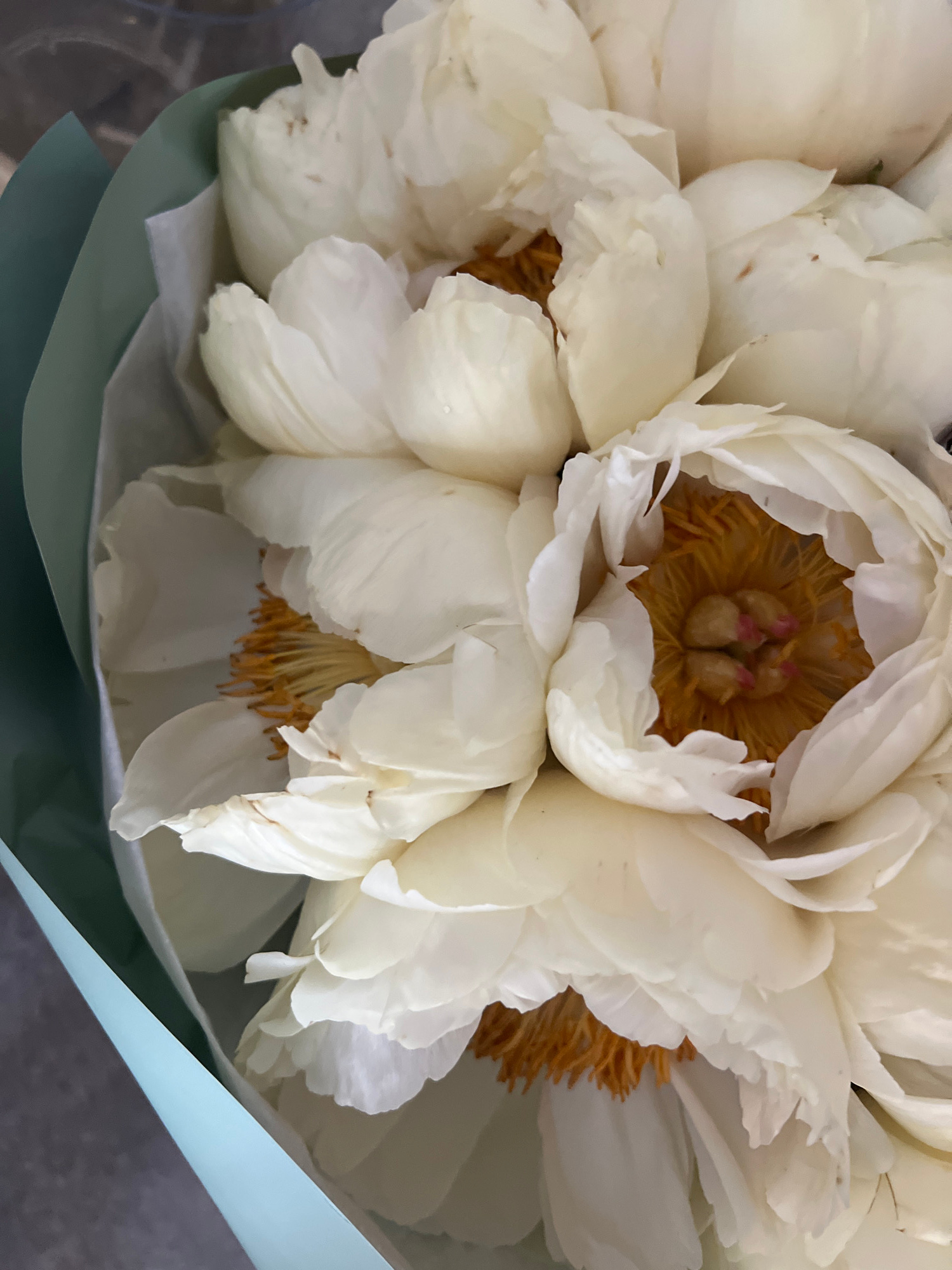 A close-up, overhead view captures a bouquet of white peonies, some fully bloomed and others still partially open, revealing their yellow stamens and pink pistils. The flowers are partially wrapped in pale blue and green paper, with some white tissue paper visible. The background is blurred and indistinct. The image provides no information about the location in Krakow, Poland, or any people, actions, or interactions.