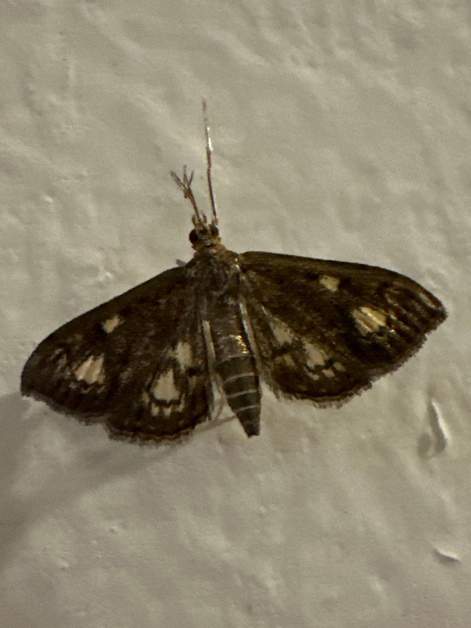 A dark-colored moth with intricate light-colored patterns on its wings rests on a textured, off-white surface. The moth is positioned horizontally, with its wings spread wide. Its antennae are visible, extending upwards, and its body appears segmented. The surface it is on has a slightly uneven texture, typical of a wall. The lighting suggests an indoor or dimly lit outdoor environment. The image was taken in Tyumen, Russia.