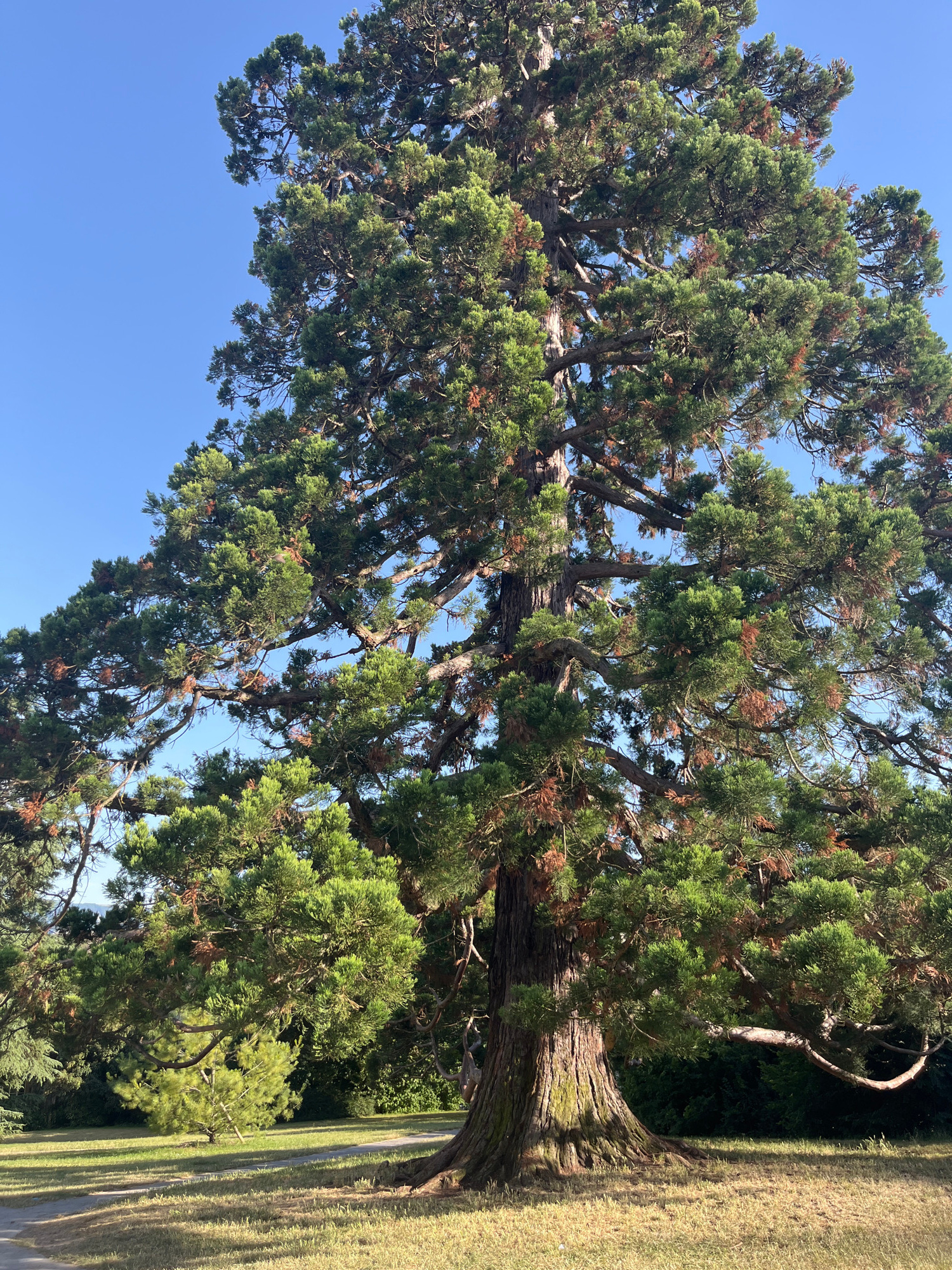 A tall evergreen tree with a thick, textured trunk and expansive branches covered in lush green foliage dominates the frame. The tree's base is wide and firmly rooted in a grassy area, with patches of dry, golden grass and a few scattered leaves visible on the ground. A paved path, partially in shadow, curves through the grass in the foreground. The background consists of more trees and dense greenery, receding into the distance under a clear, bright blue sky. The scene appears to be a park or a large garden. The provided crops focus on the texture of the tree's bark and foliage, as well as its interaction with the sky. The image does not contain any people or specific architectural elements that would pinpoint a precise location within Geneva, Switzerland.