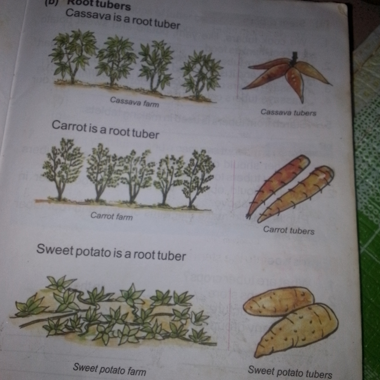 The image displays a page from an educational book or document, likely about root crops. It is divided into sections, each featuring an illustration and text related to a specific root tuber.
The top section shows an illustration of a "Cassava farm" with several cassava plants in a row. To the right, there is an illustration of "Cassava tubers," depicted as several elongated, starchy roots connected at the top.
The middle section is dedicated to carrots. It includes an illustration of a "Carrot farm," showing rows of plants with leafy tops. Adjacent to this is an illustration of "Carrot tubers," which are conical orange roots with faint lines suggesting texture.
The bottom section focuses on sweet potatoes. It features an illustration of a "Sweet potato farm" with sprawling vines and leaves. To the right, there are two illustrations of "Sweet potato tubers," shown as oval to elongated, tan-colored roots with small indentations.
The overall presentation is illustrative and informative, with clear labels for each crop and its respective farm and tuber form. The background appears to be a page of a book, with some faint text and lines visible, suggesting it is part of a larger document. The lighting suggests the image was taken with ambient light, possibly from a room.