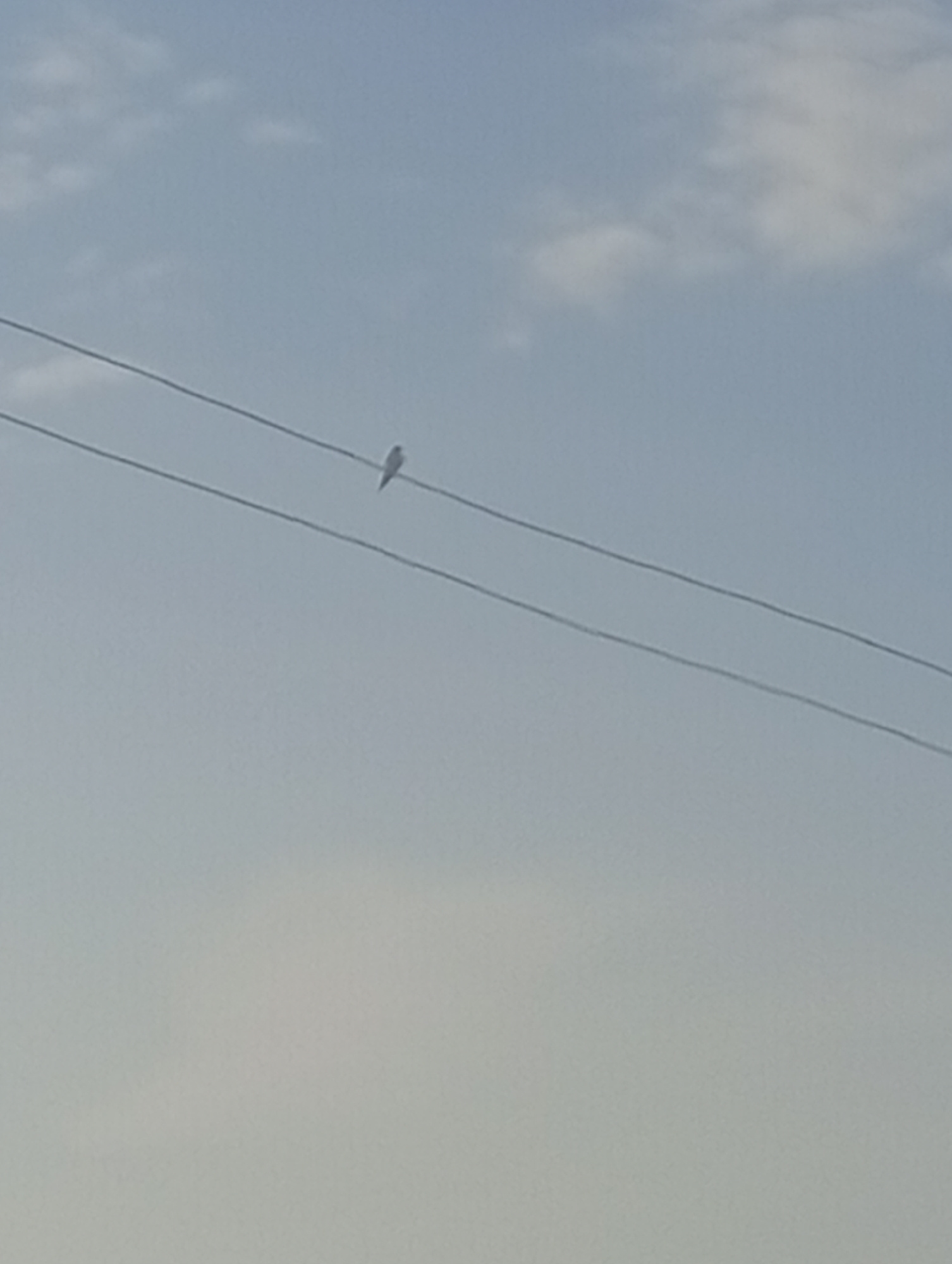 The image depicts a clear sky with some scattered clouds. Two parallel power lines are visible traversing the frame diagonally from the upper left to the lower right. Perched on the upper power line is a small, dark-colored bird. The overall lighting suggests it is daytime. The environment appears to be outdoors, likely an open area given the visibility of the sky and power lines. No specific landmarks or contextual details are present to indicate the precise location within Katon Rikkos, Nigeria.