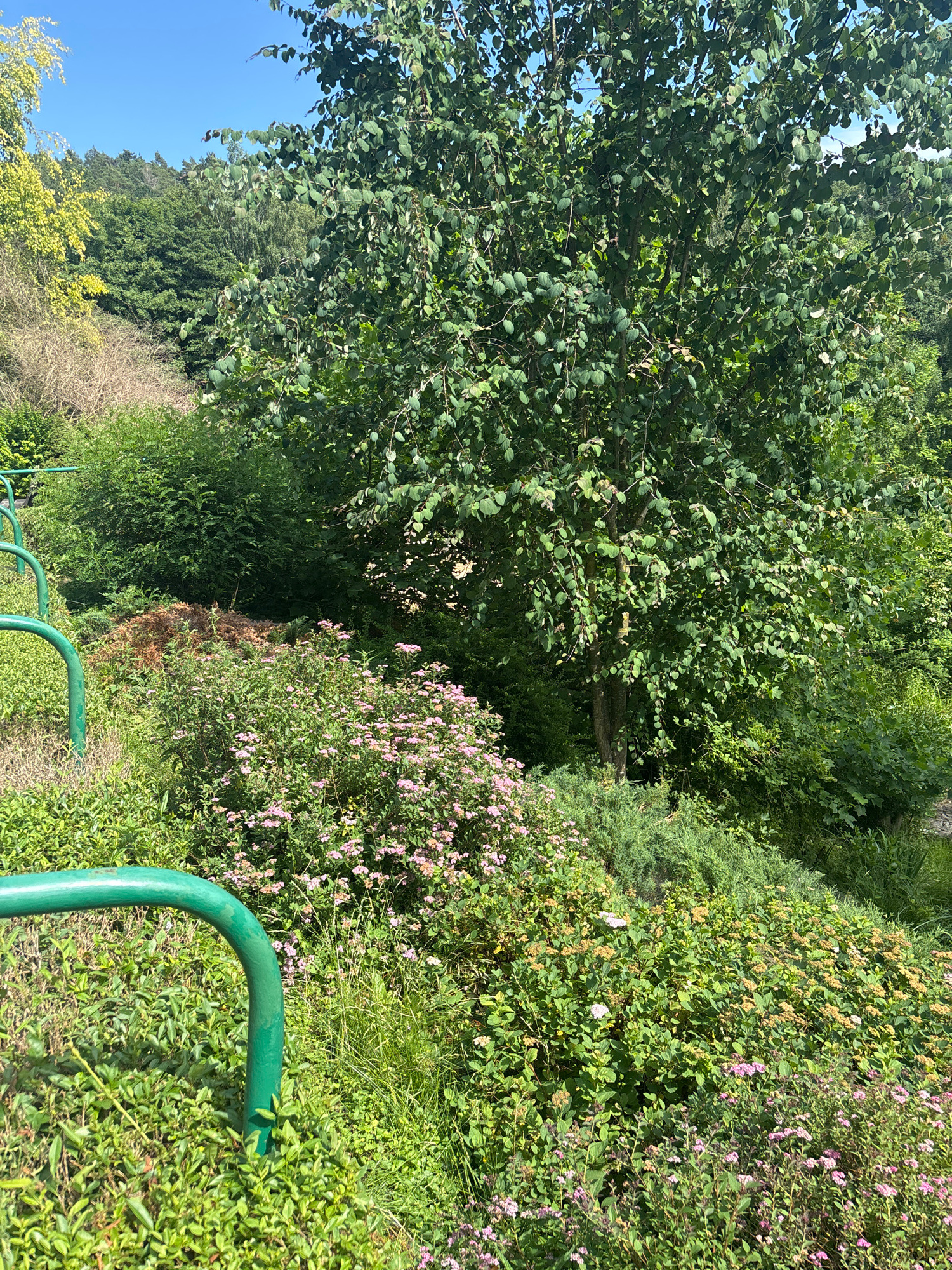 An outdoor scene shows a lush, green hillside with various plants and trees under a clear blue sky. In the foreground, there are bright green metal railings curving along the left side of the frame, appearing to be part of a staircase or path. The hillside is densely populated with a variety of vegetation, including low-lying bushes with small pink and white flowers, taller shrubs, and the lower branches of large trees. In the middle ground, there is a pile of dry, brown organic material, possibly mulch or compost. The background consists of a dense canopy of various trees, creating a natural, wooded environment. The lighting suggests it is daytime, with sunlight illuminating the foliage and creating some shadows. The image depicts a natural setting within a park or garden, with the green railings indicating human intervention for access or safety.