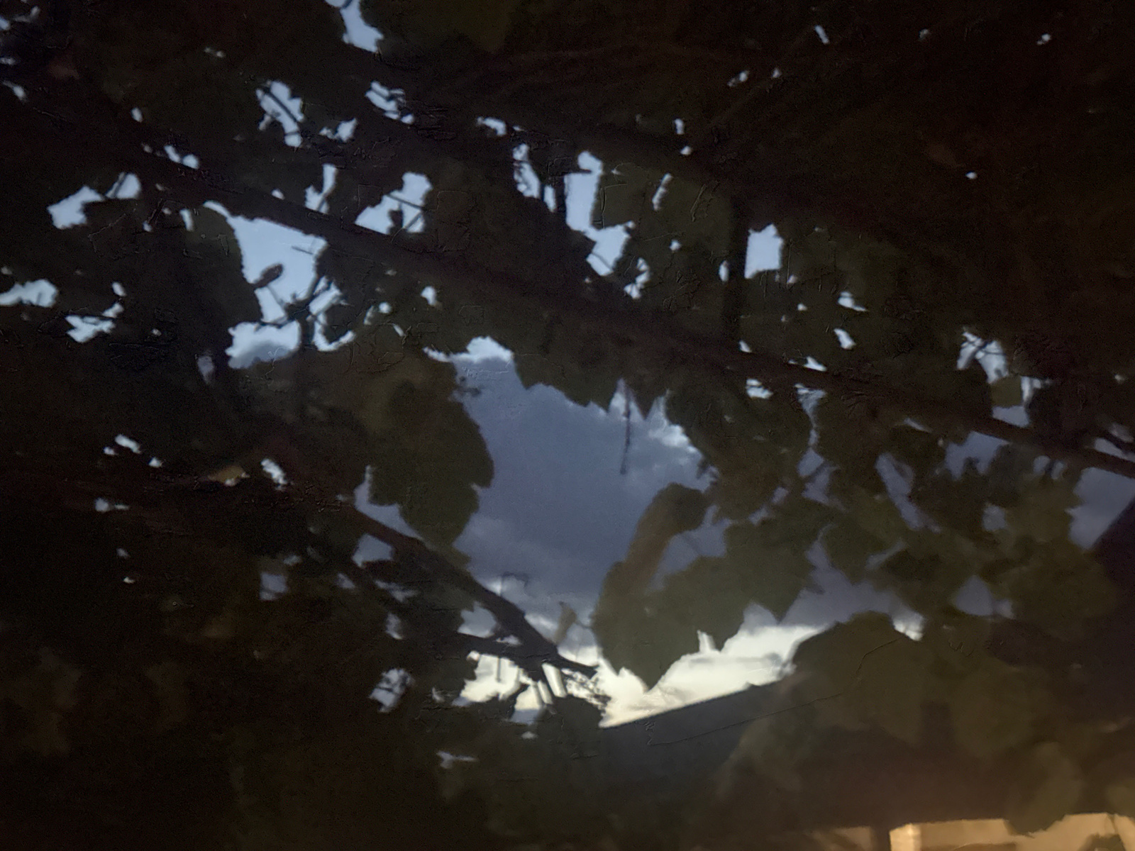The image captures a view through dark foliage and branches, looking up at a cloudy sky. The sky is a mix of deep blues and grays, with some lighter patches suggesting diffused light. The foliage is predominantly dark, obscuring much of the background, but hints of lighter sky peek through the gaps. There are some indistinct shapes that might be structures or parts of the environment at the bottom of the frame, but they are largely in shadow and unclear. The overall impression is one of looking out from a shaded area, possibly a garden or park, on an overcast day or during twilight. The specific location in Bohunove, Ukraine, is not visually apparent from the image itself; the scene is generic enough to be a natural or semi-natural setting in many locations.