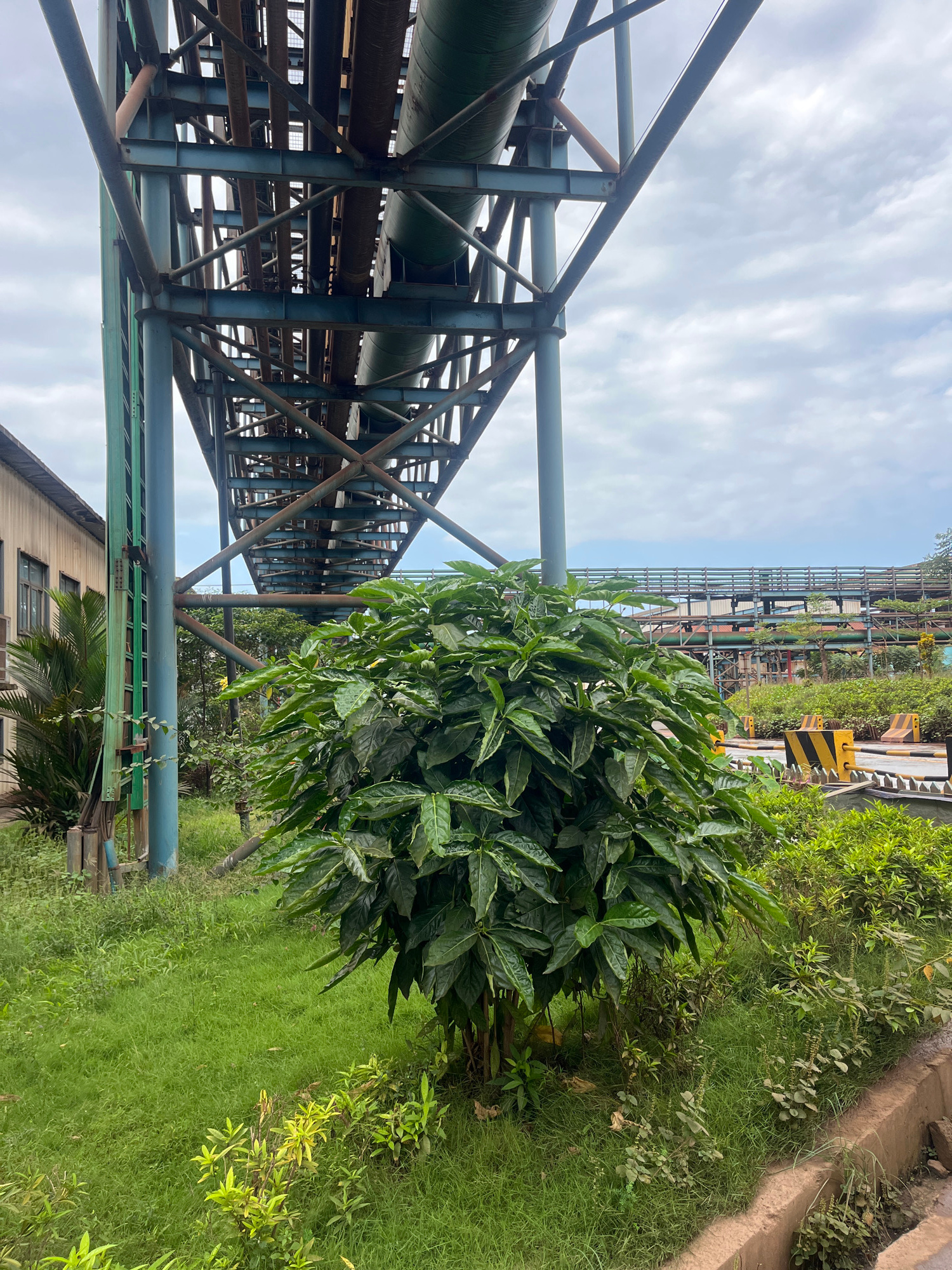 The image shows an industrial complex with an overhead structure supporting pipes. In the foreground, a dense, leafy green bush is prominent. To the left, a portion of a light-colored building with windows is visible, adjacent to a tall, slender, blue pipe and a green grid-like structure. The ground is covered in grass. In the background, more industrial structures, including elevated pipes and yellow and black striped barriers, are visible under a cloudy sky. The location is identified as Unknown, Indonesia. There are no people or animals present in the image.
