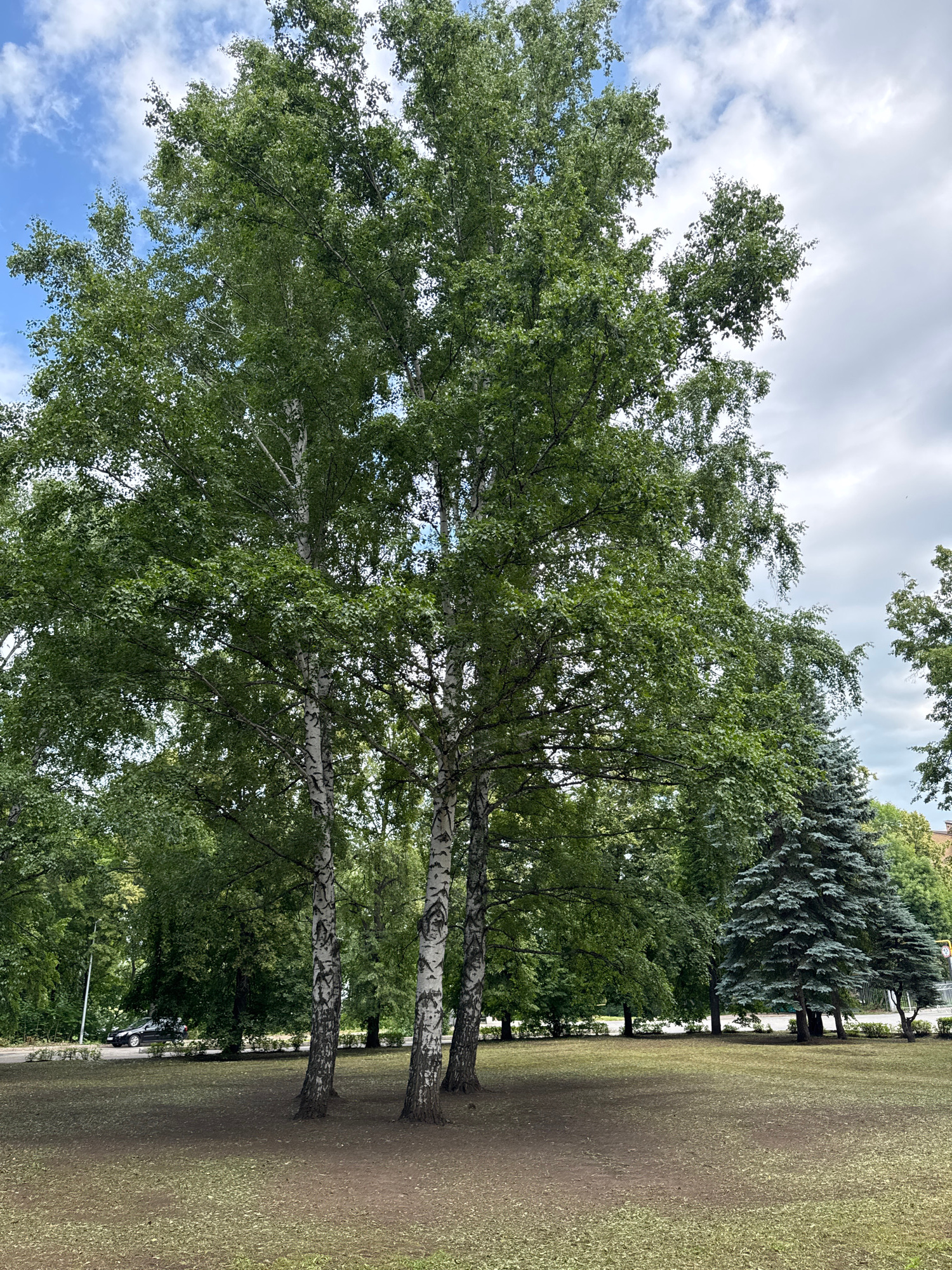 The image depicts a park-like setting with several large trees, primarily birches with their characteristic white and black bark, and several coniferous trees. The ground is covered with grass and fallen leaves. In the background, a paved road is visible with a dark-colored car driving on it, and further back, more trees and a building with a yellow sign can be seen. The sky is partly cloudy. This scene is located in the city of Ufa, Russia, specifically in the Victory Park (Park Pobedy).