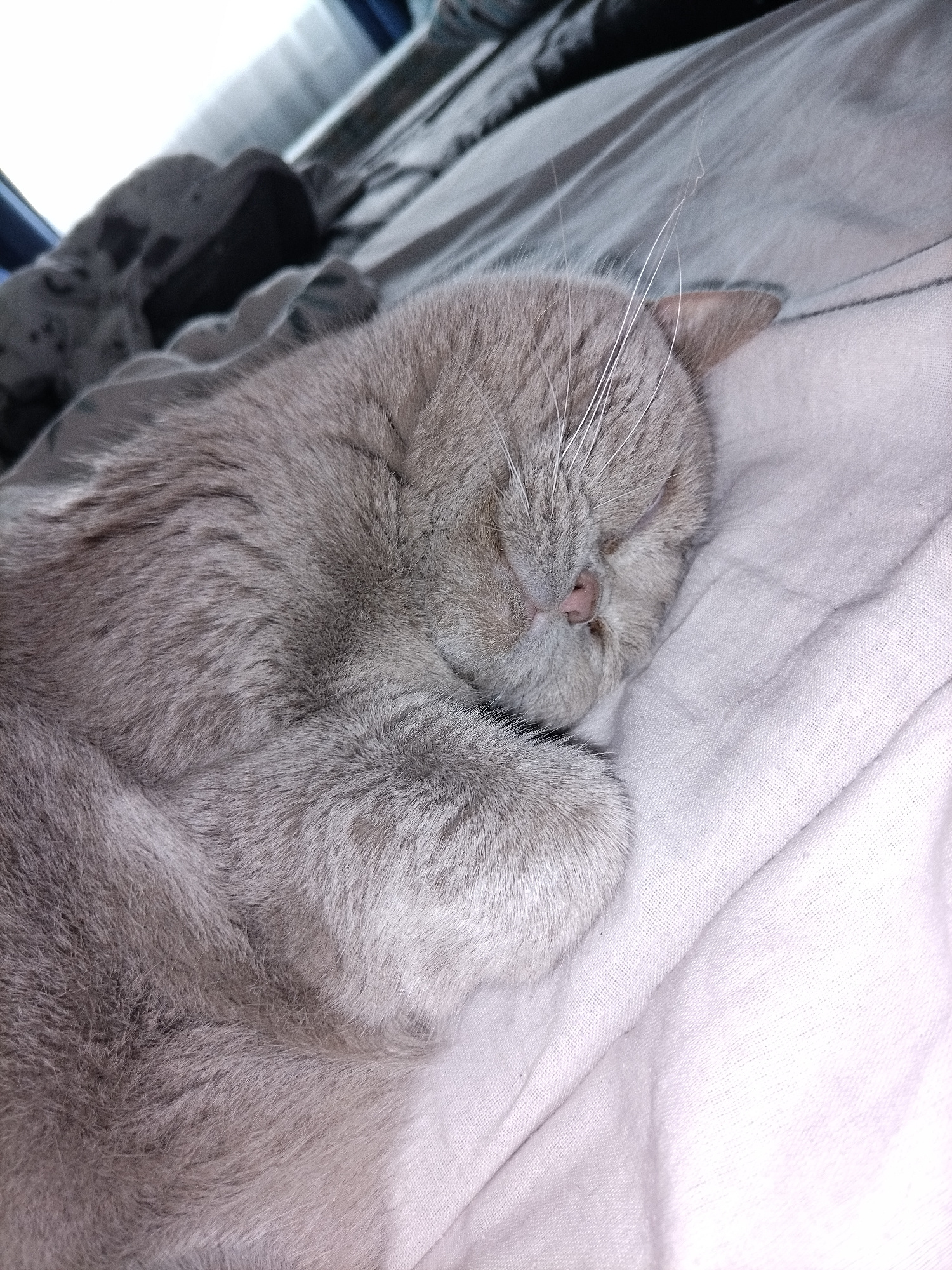A close-up, angled shot shows a light gray cat sleeping peacefully on a light pink, textured fabric. The cat is curled up, with its face hidden by its paws, and its eyes are closed. The cat's whiskers are visible, extending outwards from its face. The fabric appears to be a blanket or duvet, and it is wrinkled in places, suggesting it has been slept on. The lighting is soft and natural, creating a serene atmosphere. The background is out of focus and appears to be a darker fabric, possibly a bedspread. The image is a still life, focusing on the subject of the sleeping cat and its cozy environment.