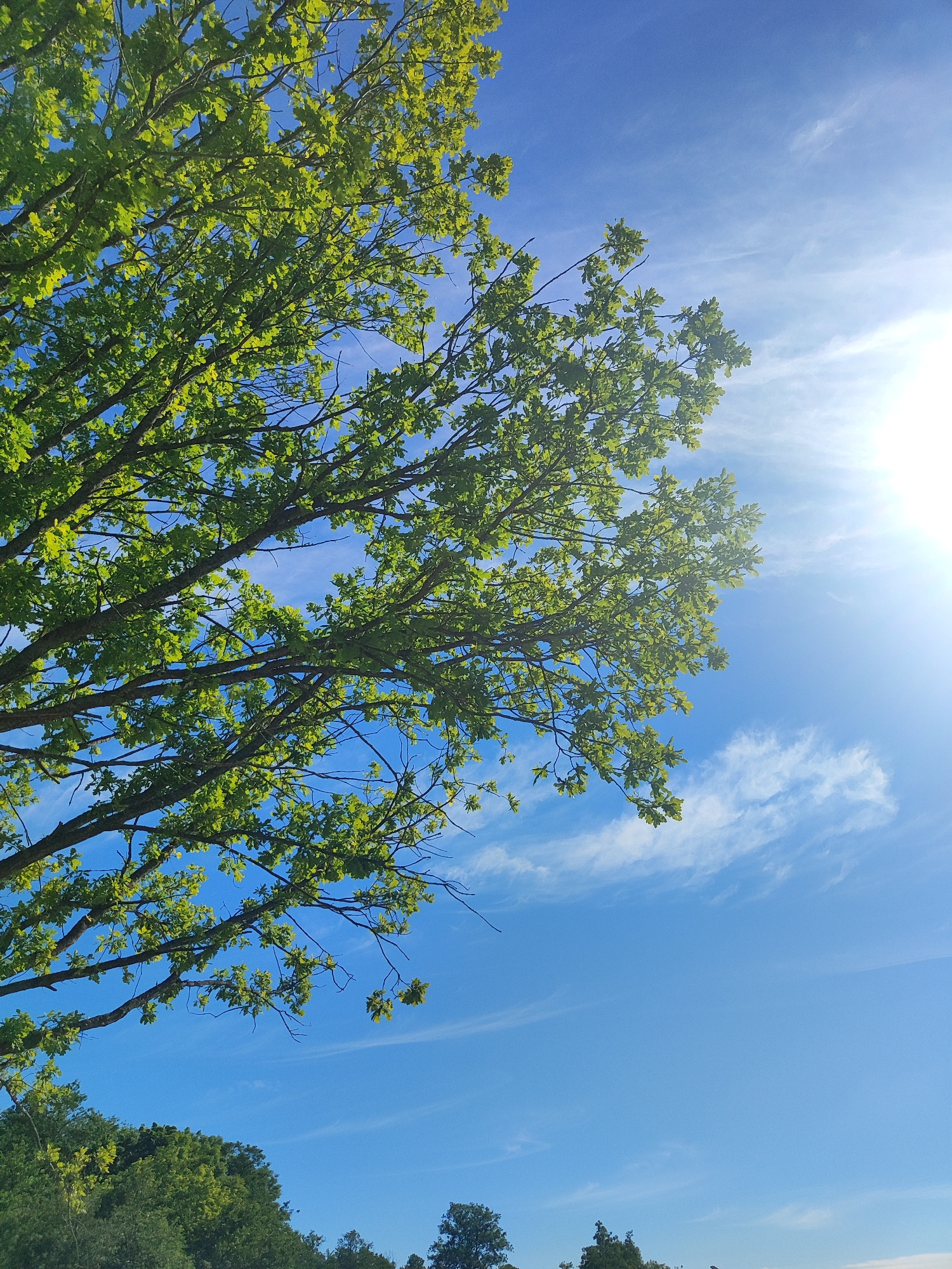 An upward-facing shot captures a bright blue sky with wispy white clouds, partially obscured by the lush green branches and leaves of a deciduous tree. The sun shines brightly in the upper right quadrant, casting a gentle glare. In the lower portion of the frame, the tops of other green trees are visible, suggesting a natural or park-like setting. The scene appears to be in Laskino, Russia. There are no people or specific objects identifiable as man-made within the visible portion of the image.