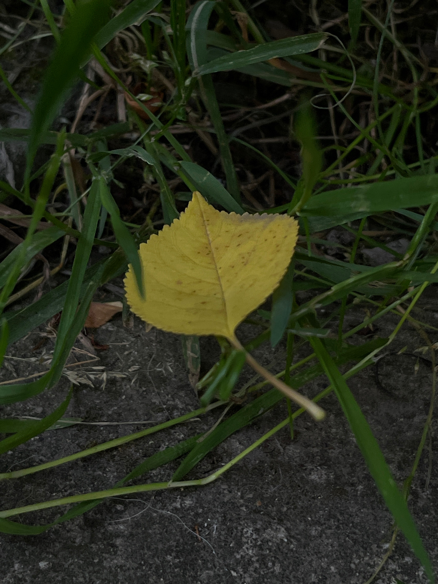A single yellow leaf with a serrated edge rests on a dark, rough surface, possibly concrete, surrounded by green grass and dry vegetation. The lighting suggests it may be late afternoon or early evening, with shadows casting across the scene. There are no people or animals visible. The overall setting appears to be an outdoor environment, potentially a park or a roadside in Lviv, Ukraine.