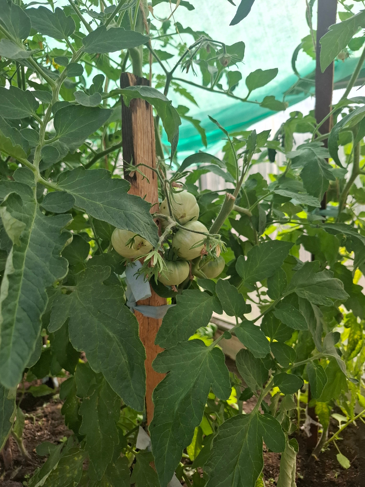 A close-up, low-angle shot captures a tomato plant with developing green tomatoes and abundant foliage, leaning against a wooden stake that is tied with white twine. The plant is positioned in a greenhouse setting, as evidenced by the translucent green covering in the background. The overall impression is one of healthy plant growth within a controlled environment.