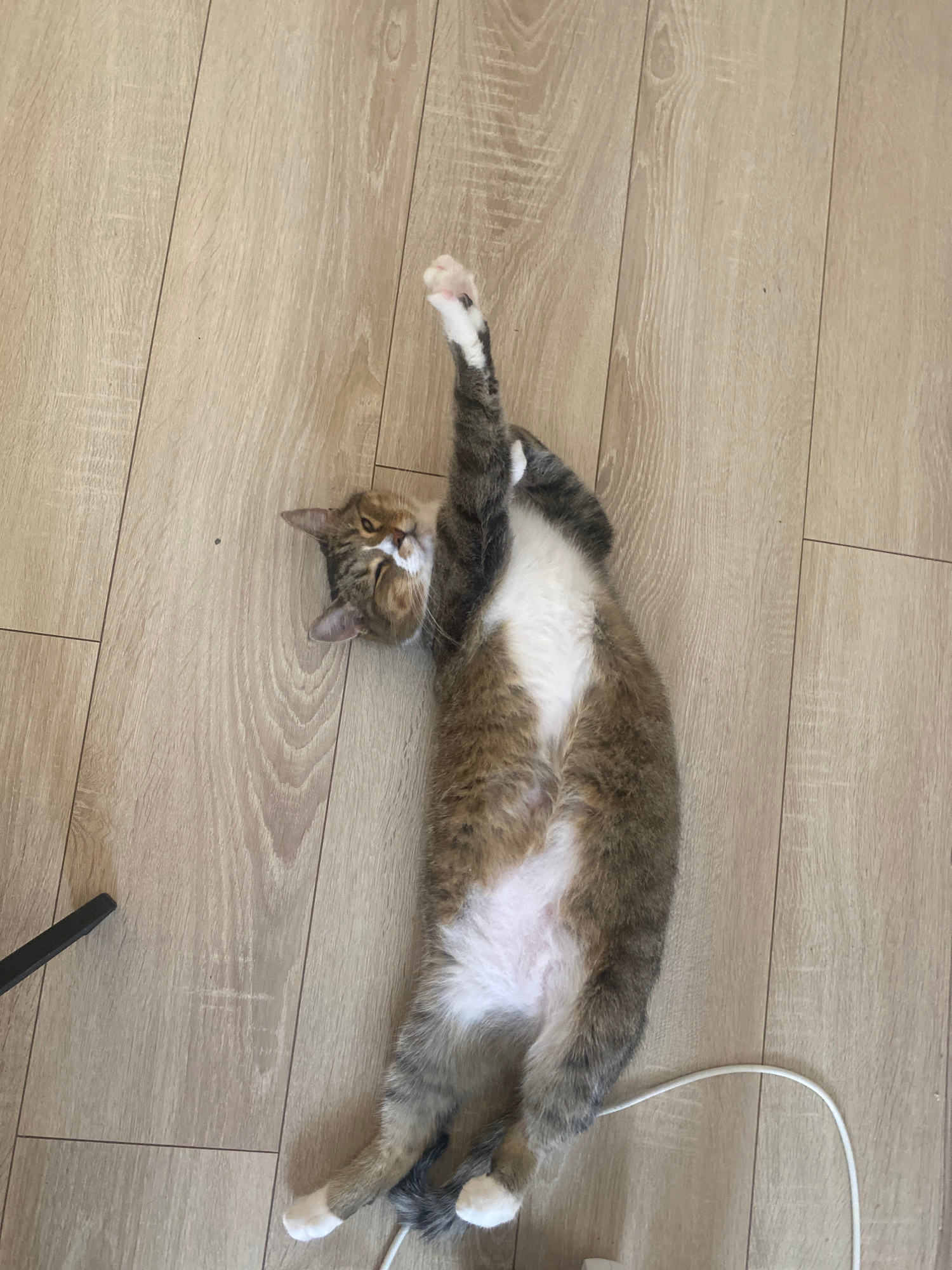 A tabby cat is lying on its back on a light brown, wood-grain floor. The cat is stretched out with its front right paw raised in the air. Its belly is white, and its fur is a mix of brown, gray, and white. The cat's eyes are open, and it appears to be looking at the camera. A white cord is visible on the floor near the cat's hind legs. The scene takes place in Novinki, Russia.