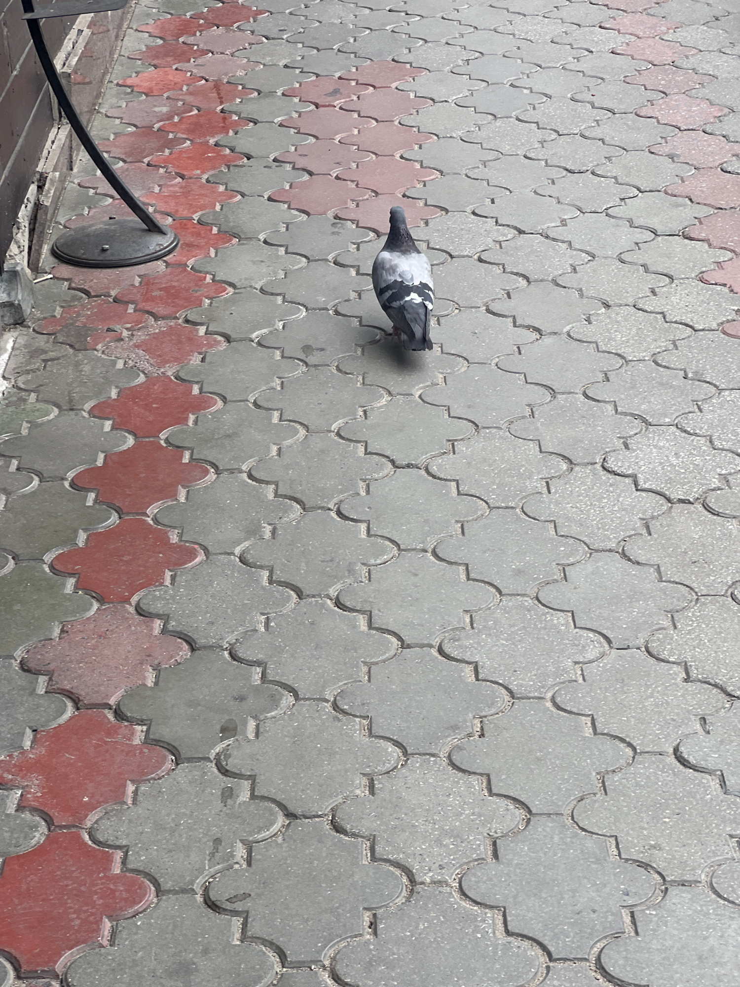 A single pigeon walks on a patterned, interlocking paver sidewalk. The pavers are a mix of gray and reddish-pink. The pigeon is facing away from the camera, with its head turned slightly to its left. Its plumage is primarily gray with darker gray markings on its wings and tail. To the left of the pigeon, a dark metal pole emerges from the ground, attached to a circular base. The background consists of more of the same patterned pavers, extending into the distance. The scene appears to be outdoors, possibly in a public area of Kyiv, Ukraine.