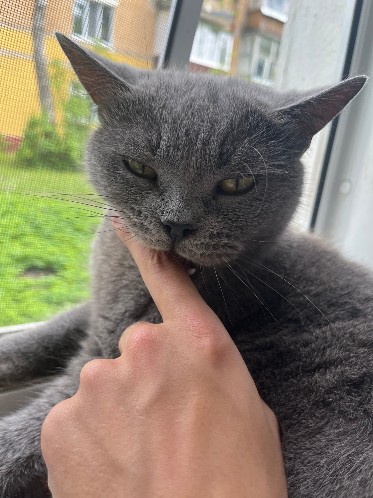 In this close-up, vertically oriented image, a grey cat's head is tilted as it interacts with a human finger. The cat, a Russian Blue breed, has striking green eyes and long, prominent whiskers. Its fur is a sleek, solid grey. The cat's mouth is open, and its teeth are gently nipping or licking the finger, which is held close to its face.
The background suggests an indoor setting near a window. Through a screen, which is slightly blurred, a view of buildings and lush green trees is visible, indicating it's daytime and likely spring or summer. The buildings appear to be residential, with yellow and white facades. The presence of the screen and the view suggest a location in Belyye Berega, Russia.
The interaction between the cat and the finger seems playful and affectionate, with the cat exhibiting a relaxed posture despite the close proximity of its teeth to the finger. The lighting suggests natural daylight, possibly mid-morning or afternoon, without strong shadows. There is no visible text in the image. The focus is primarily on the cat's face and the interaction with the human digit.