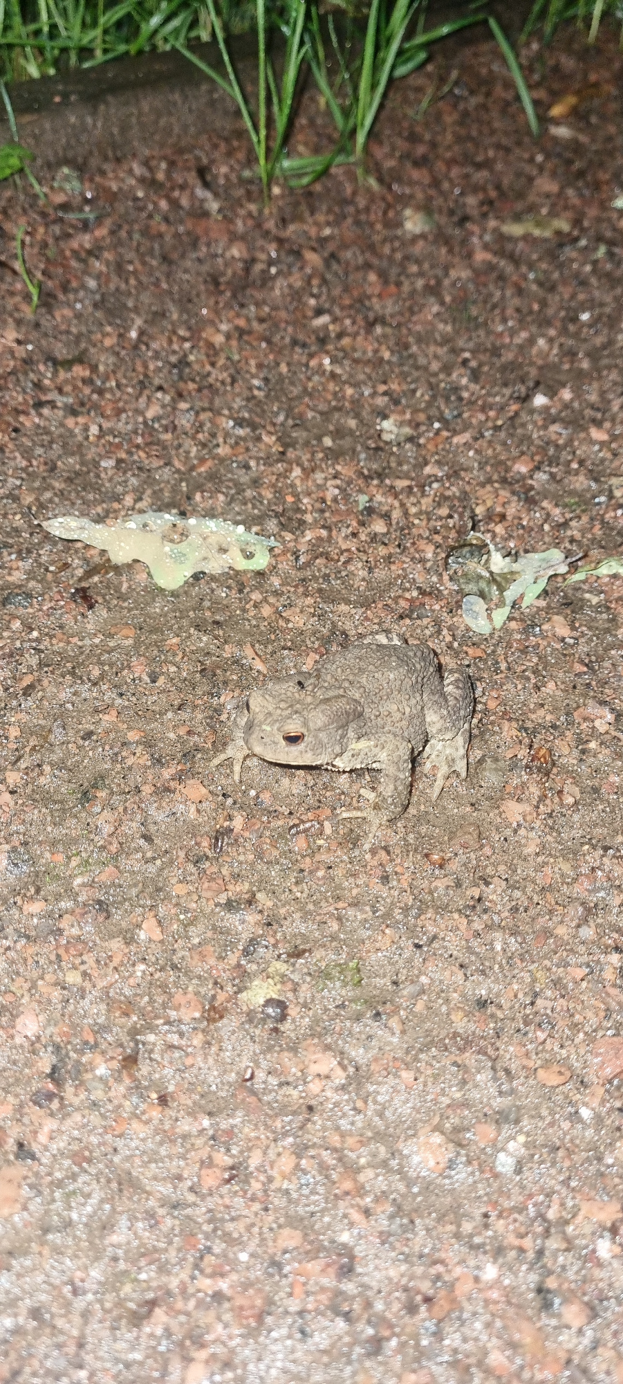 A common toad, appearing damp, is positioned centrally on a coarse, gravelly surface. The toad is facing towards the right of the frame, with its reddish-brown eyes clearly visible. Its skin texture is rough and warty, a mottled greyish-brown color, blending with the surrounding ground. Its front legs are tucked in, while its hind legs are slightly extended.
To the left of the toad, a small, translucent, light green object with multiple holes is situated on the ground. This object has a somewhat amorphous shape. Scattered around the toad and the green object are small pieces of what appear to be dried leaves and some green vegetation is visible at the top edge of the frame, along with blades of grass. The ground itself is a mix of fine gravel and larger pebbles, with some areas appearing wet or reflective, suggesting recent rain.
The scene is lit in a way that casts soft shadows, and the overall impression is that of an outdoor environment, possibly after rainfall, in a natural or semi-natural setting within the city of Romashkovo, Russia. There are no people or any indications of human activity other than the context of the location.