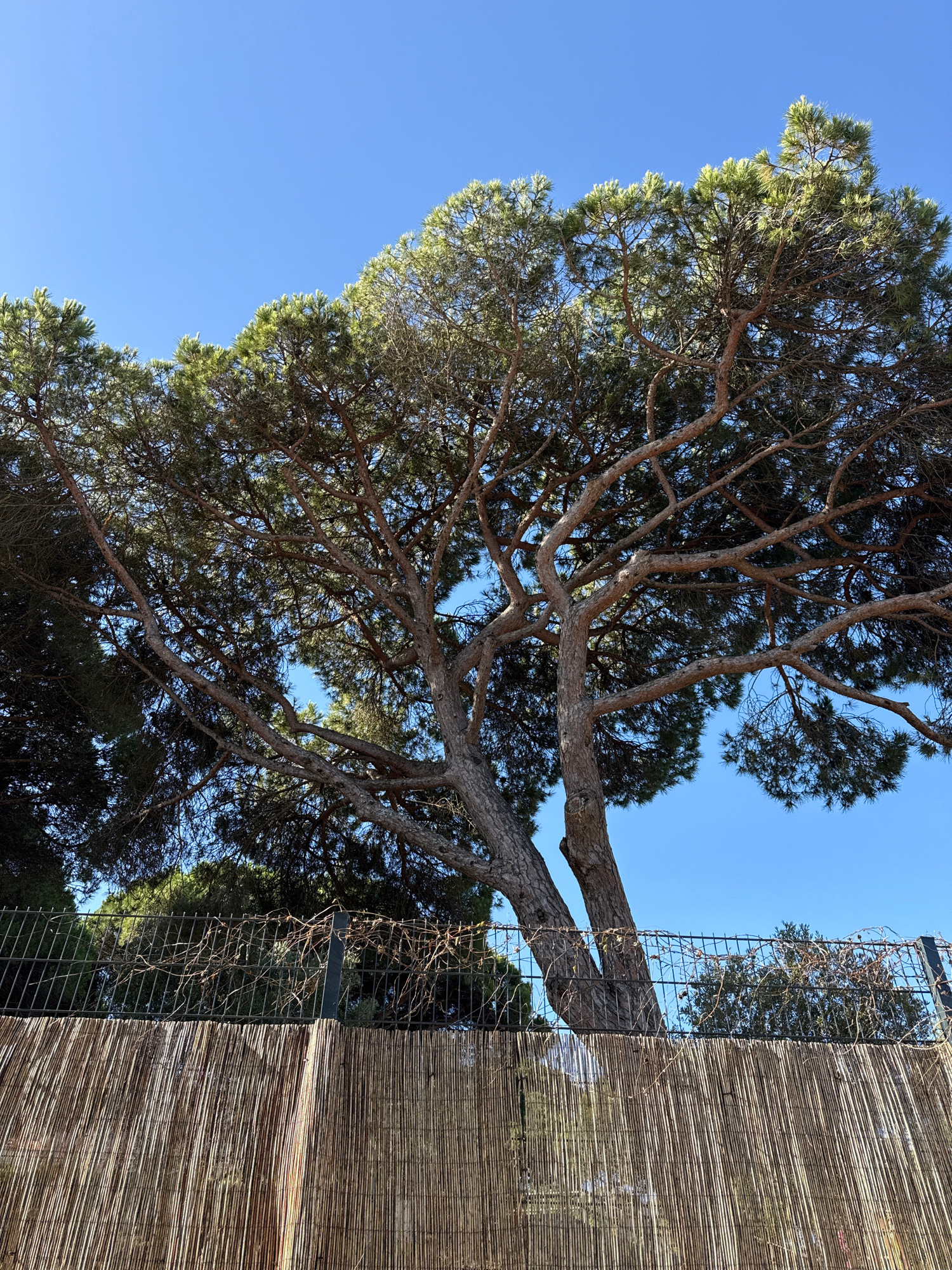 The image shows a large pine tree with a thick trunk and spreading branches, silhouetted against a clear blue sky. In the foreground, there is a woven reed fence topped with a wire mesh fence with some sparse, dry vines growing on it. The pine tree is located in Cascais, Portugal, near the coast. The lighting suggests it is daytime. There are no people or animals visible in the image. The overall scene is one of natural beauty with a touch of man-made structure.