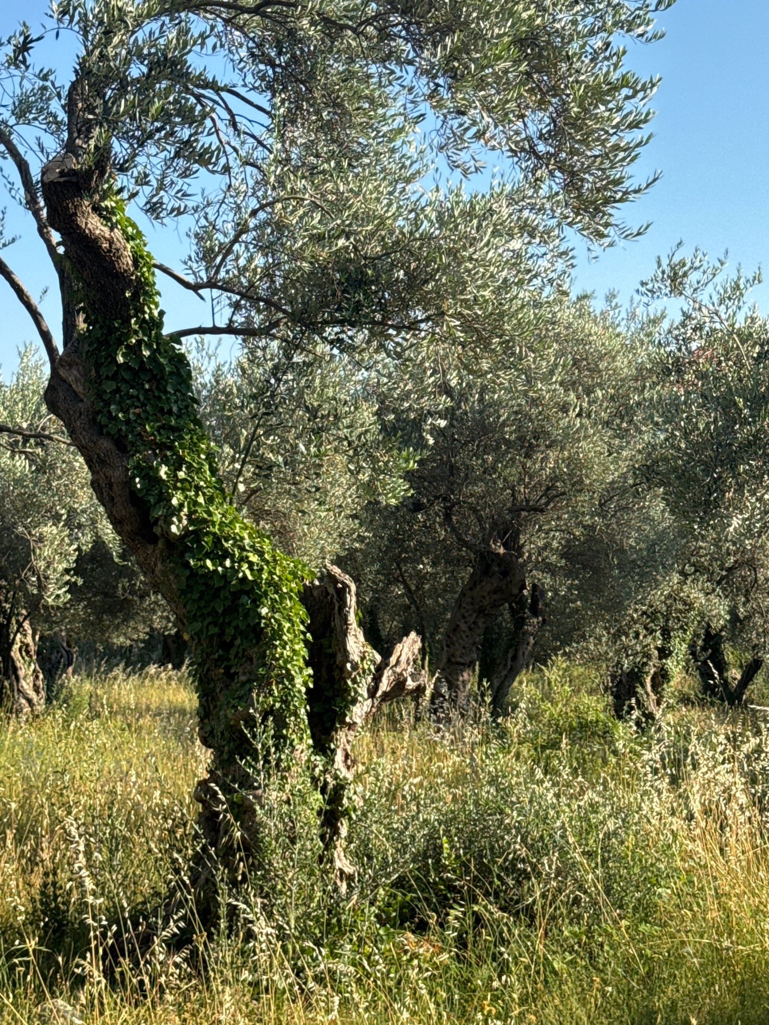 A sunlit, low-angle medium shot captures an ancient, gnarled olive tree covered in vibrant green ivy in the foreground. The tree trunk is thick and twisted, with a section broken off at an angle. Behind it, a dense grove of mature olive trees stretches into the background under a clear, bright blue sky. The ground is covered in tall, dry grass and wild vegetation, indicating a natural, uncultivated setting. This scene is located in Rafailovići, Montenegro. No people or animals are visible.